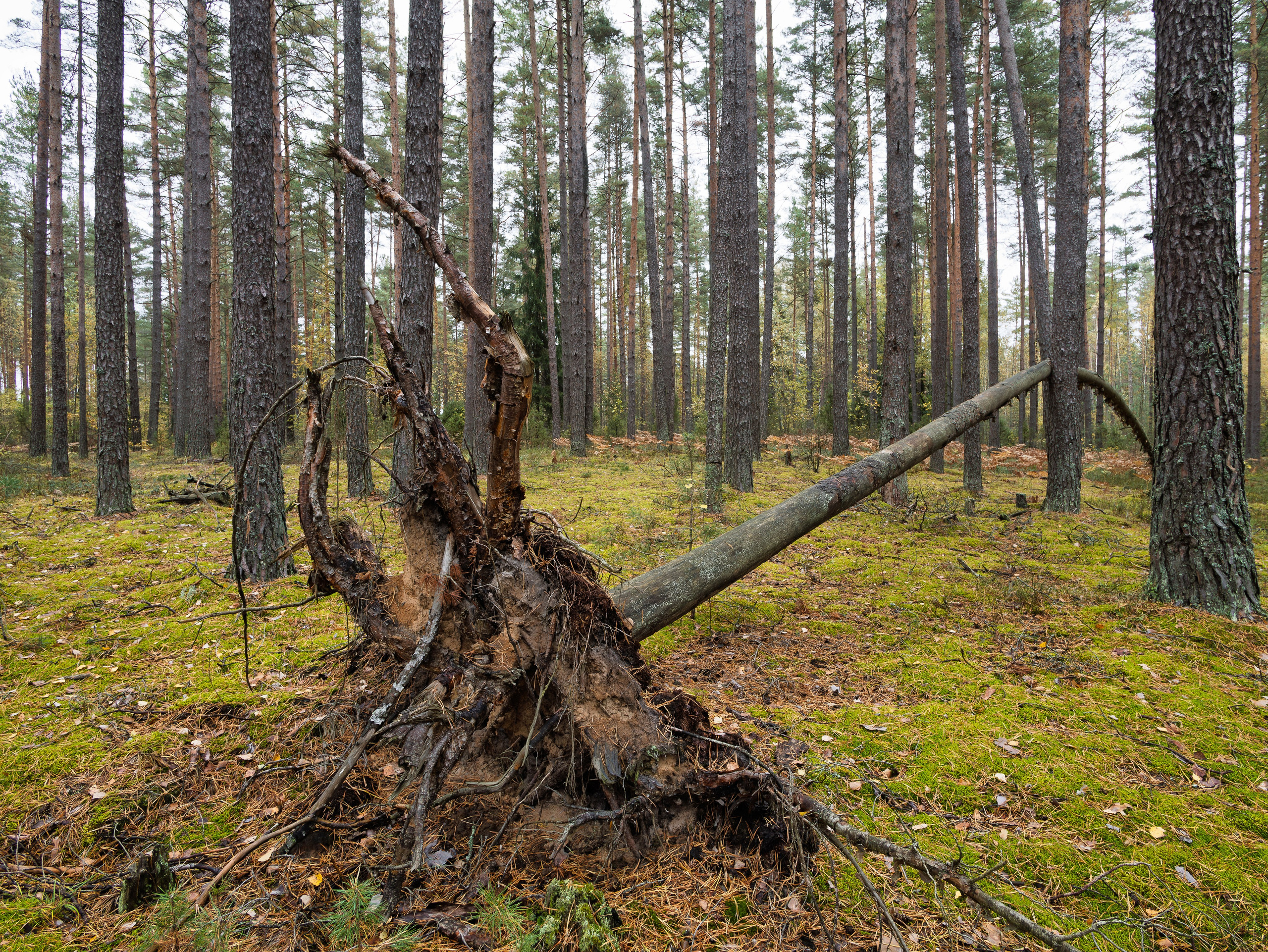 Голубые озера, Псковская область. Октябрь 2024. Фотограф Никифоров-Гордеев Сергей. Москва и МО