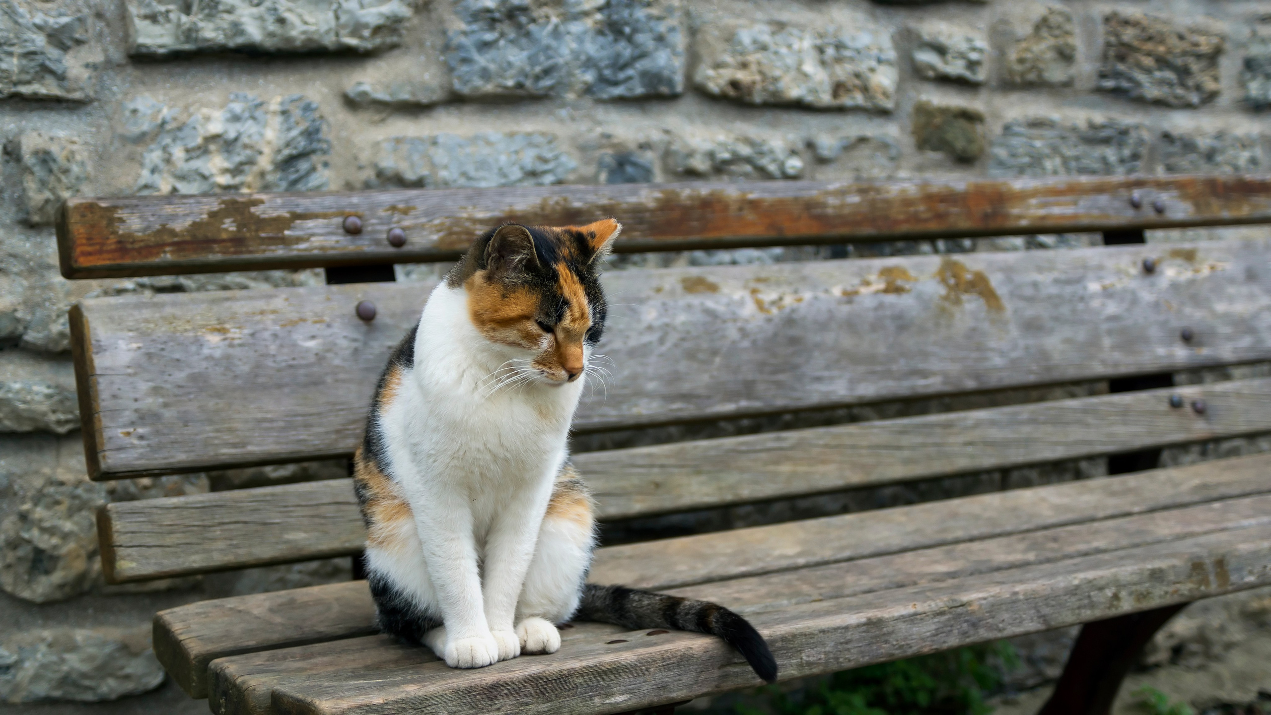 Стамбульские кошки. Фотограф-путешественник Самойлов Максим «Sly Fox»