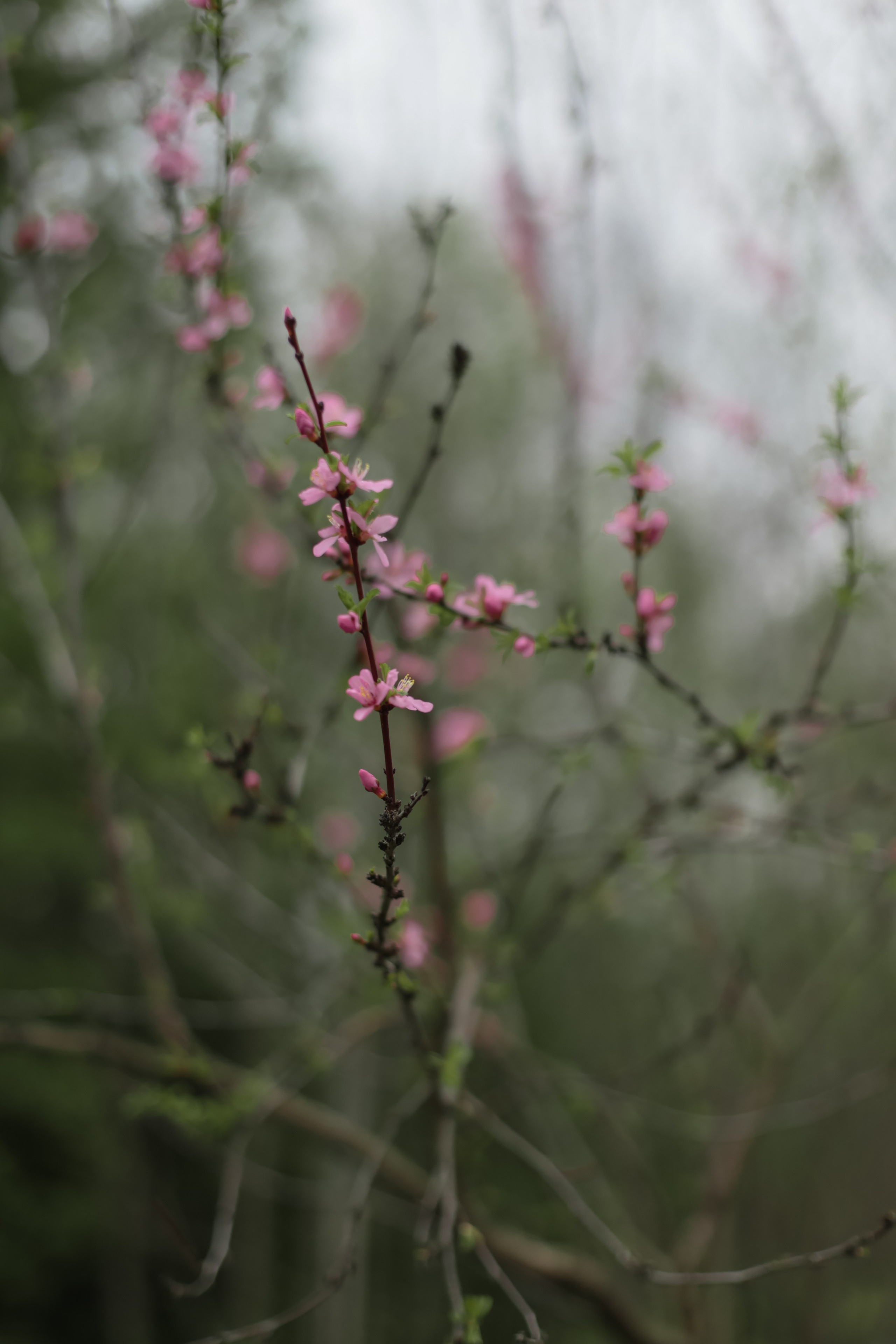 Andrey & Daria. Kharchenkotatianaweddingphoto