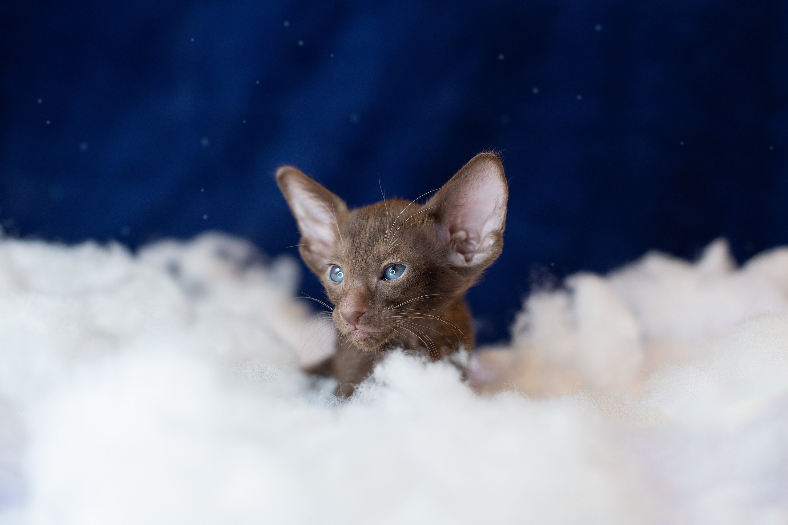 Заводчик Юлия Панова. Творческий фотограф Вологда