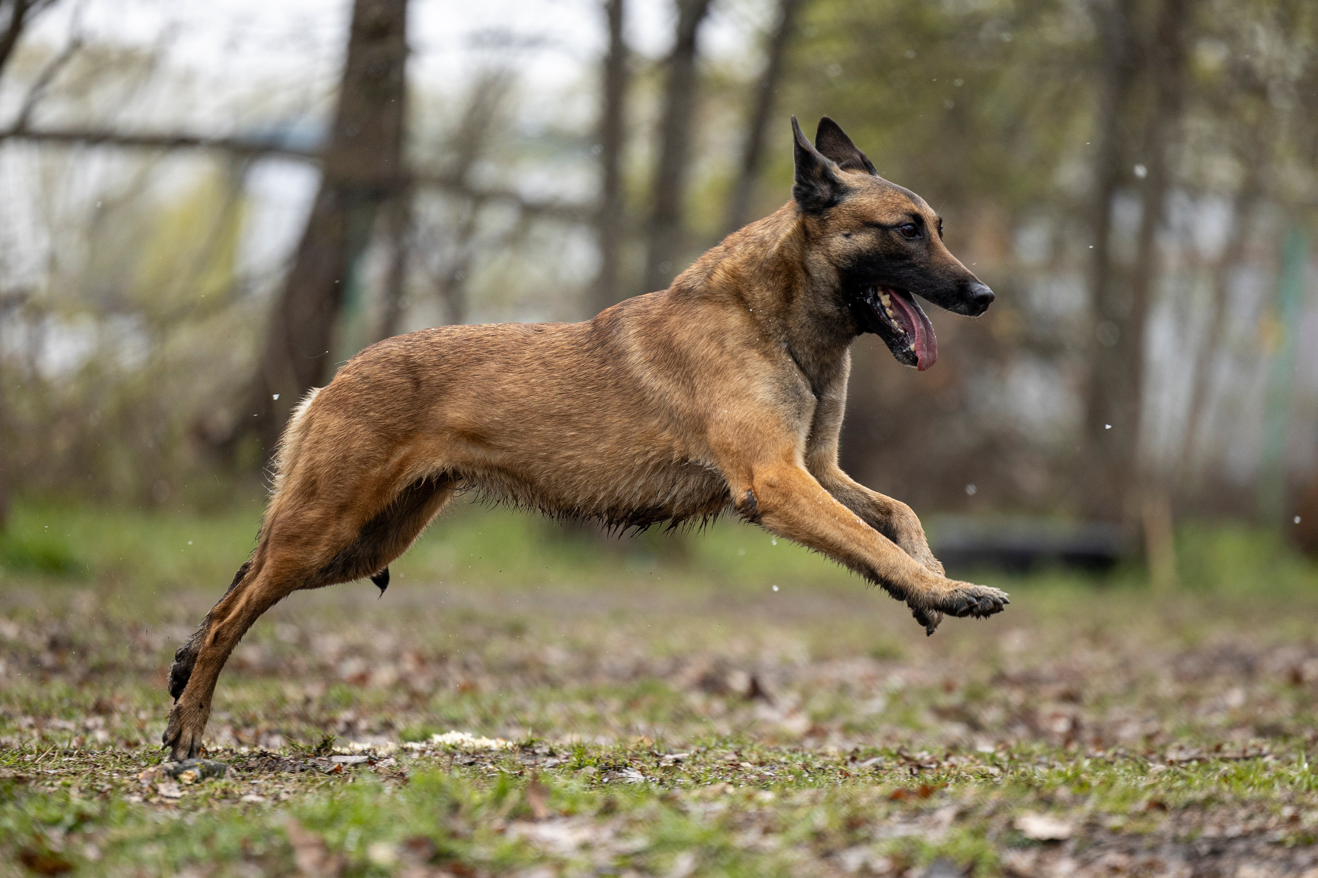 Квалификационные состязания по мондьорингу г. Вологда 11.05.24. Фотограф-анималист Анна Маринич
