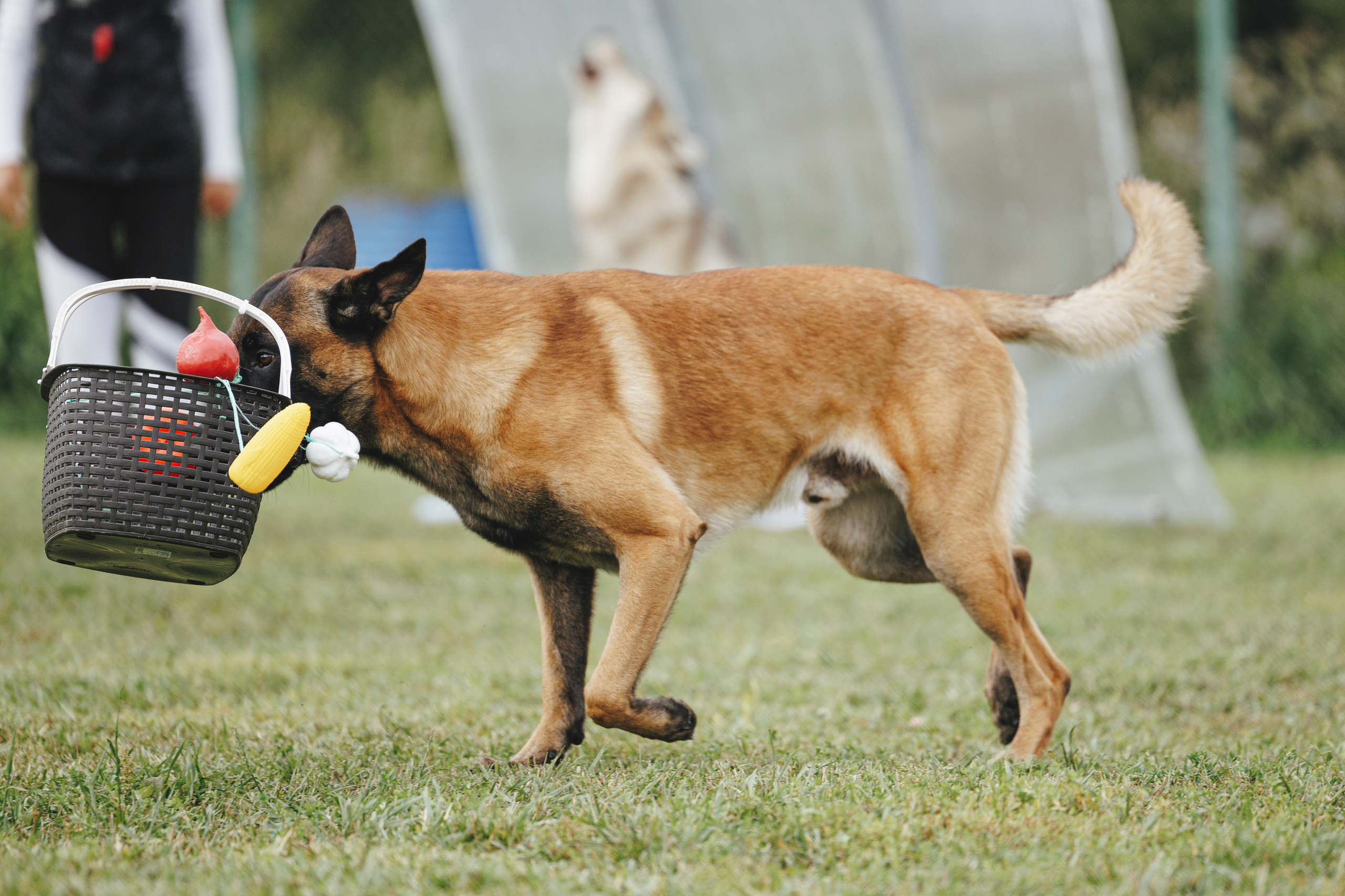 08.08.25-10.08.25 ЧР по мондьорингу г. Вологда. Фотограф-анималист Анна Маринич