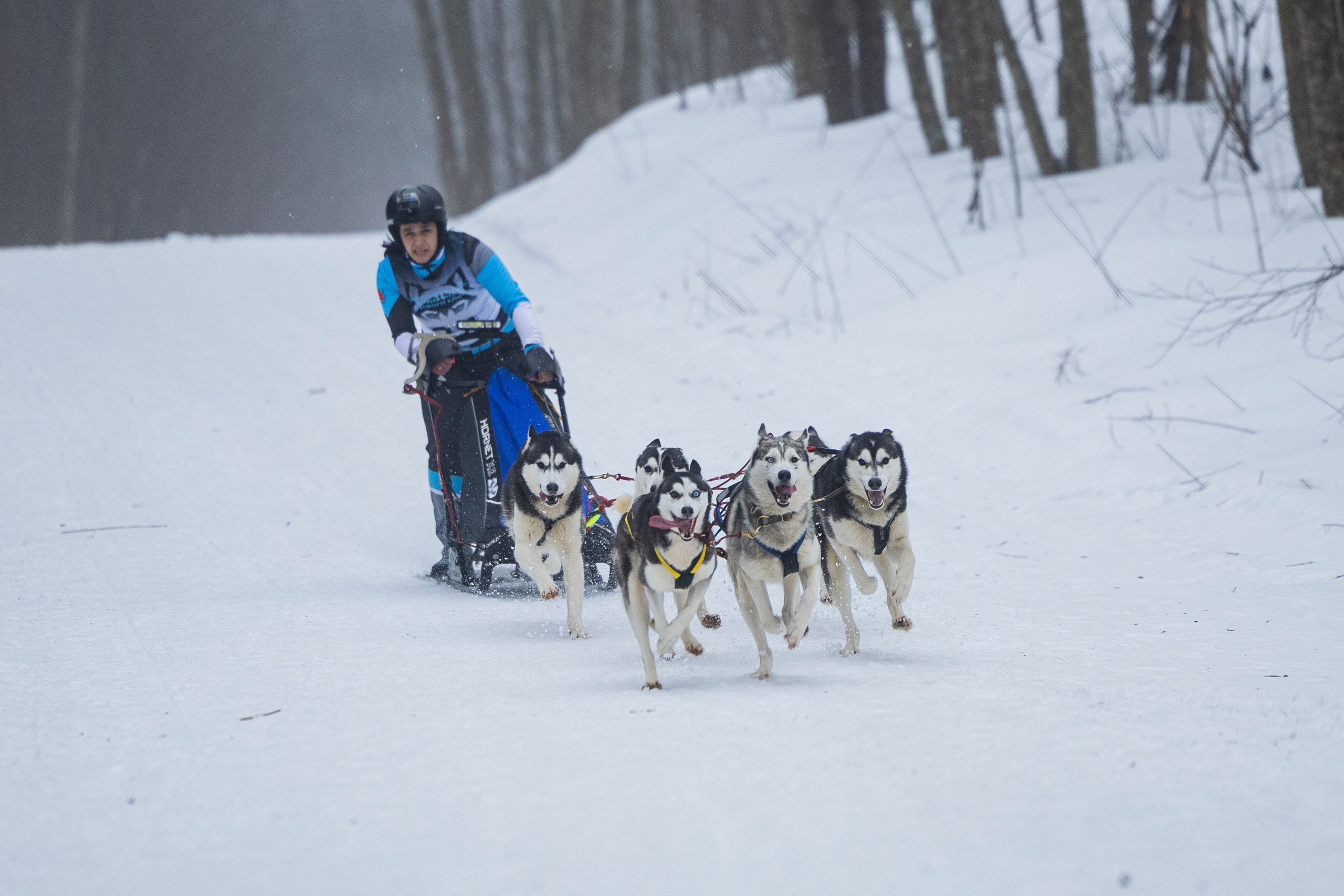 Зимний Чемпионат Санкт-Петербурга по ездовому спорту. Фотограф-анималист Анна Маринич