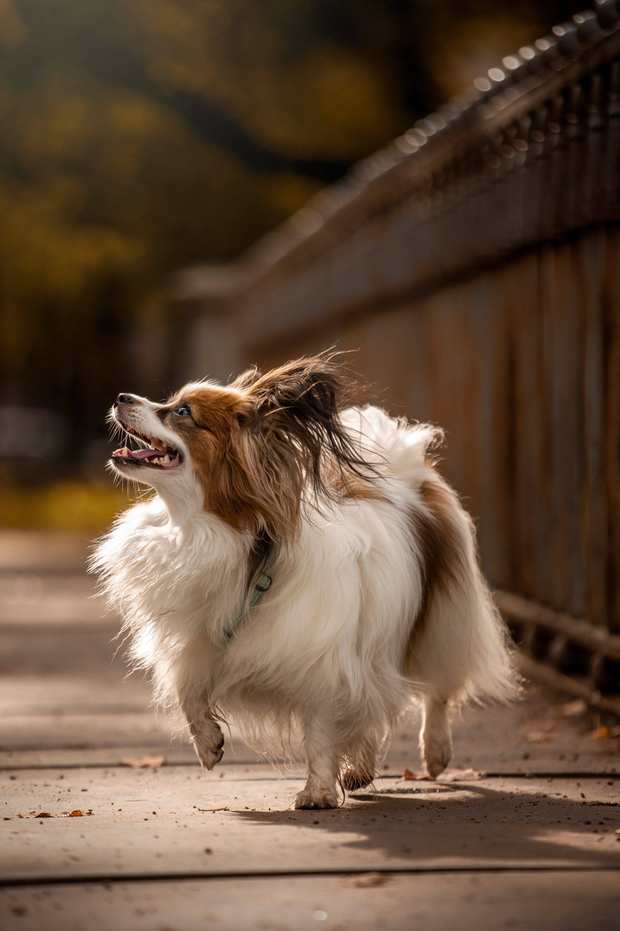Ваня и его семья. Фотограф — Анималист | Санкт-Петербург