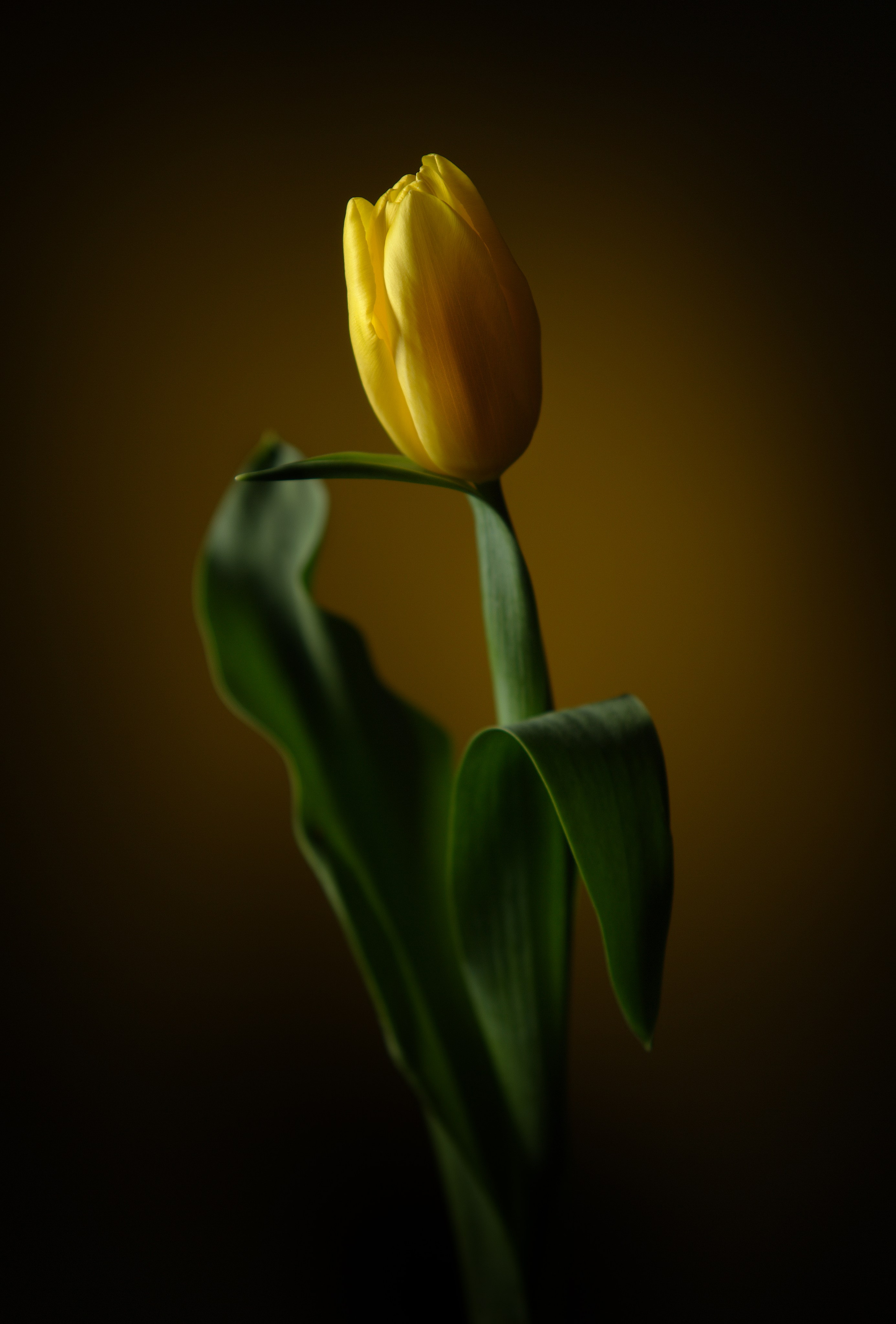 Цветы. Фотограф Мария Кольцова