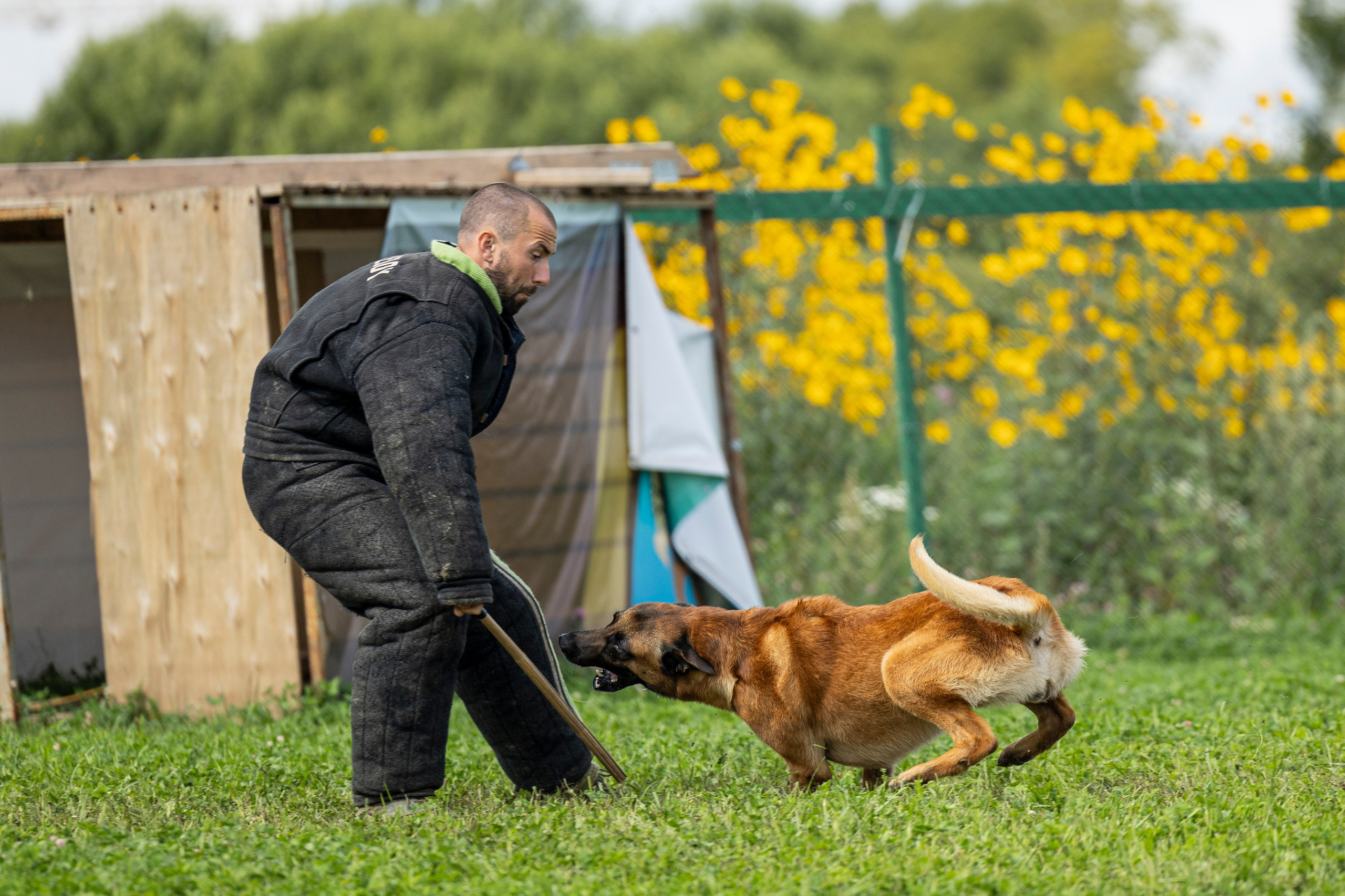 Соревнования по Мондьорингу г. Вологда 10-11.08.2024. Фотограф-анималист Анна Маринич