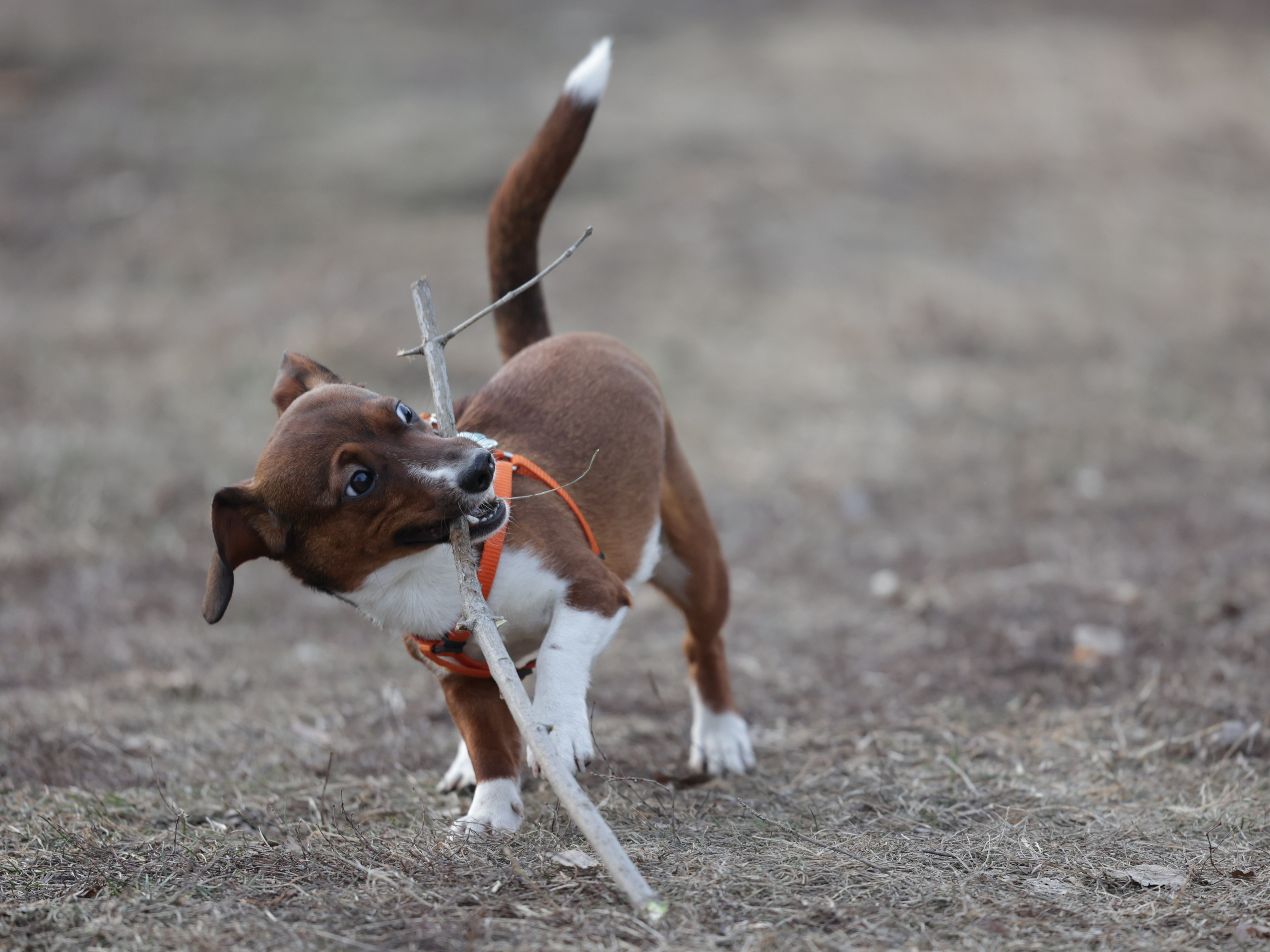 Мия. Фотограф для маркетплейсов, фотоуслуги в Жуковском Татьяна Марсуверских
