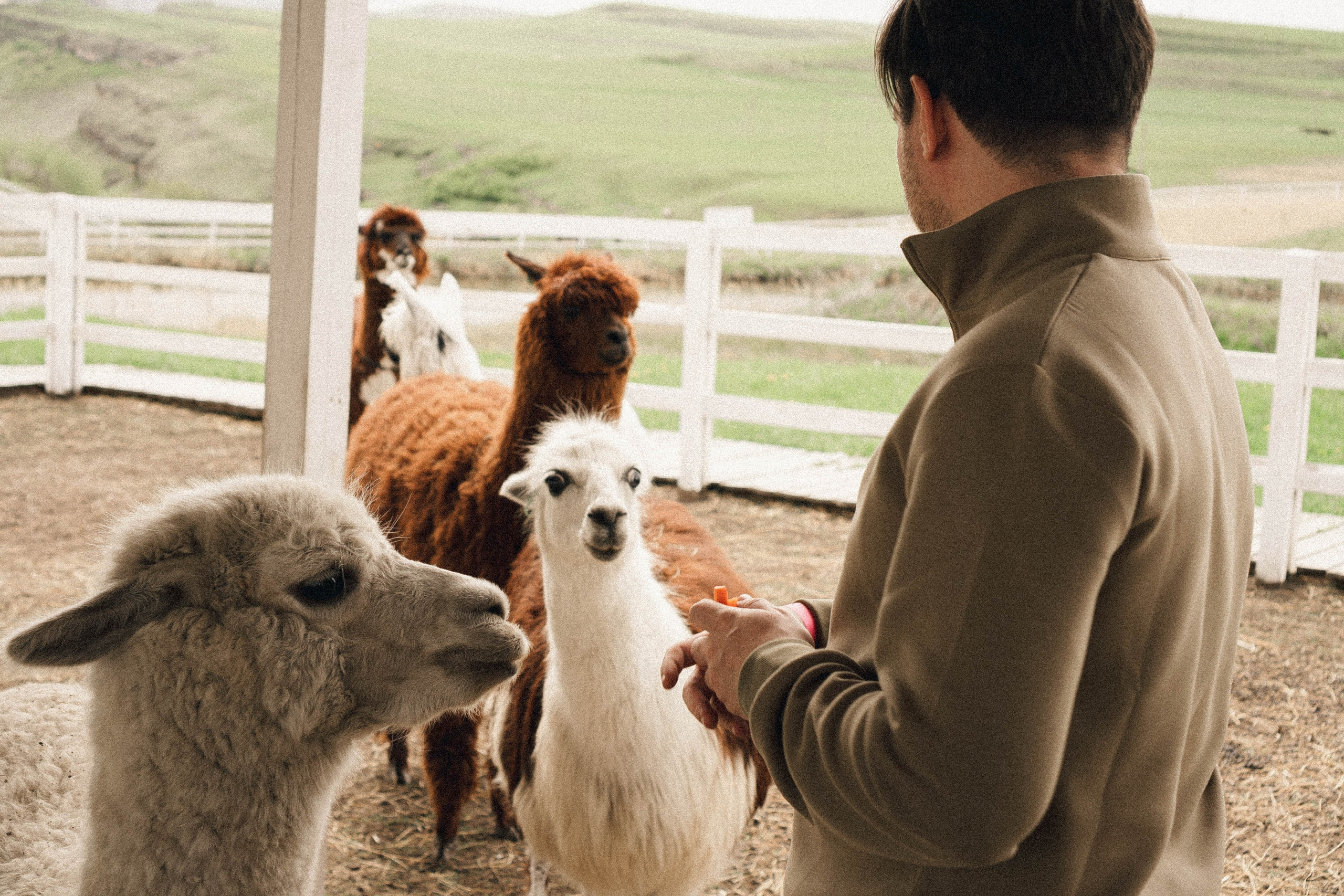 Ферма Альпак. Профессиональный фотограф, Санкт-Петербург — Виктория Богомолова