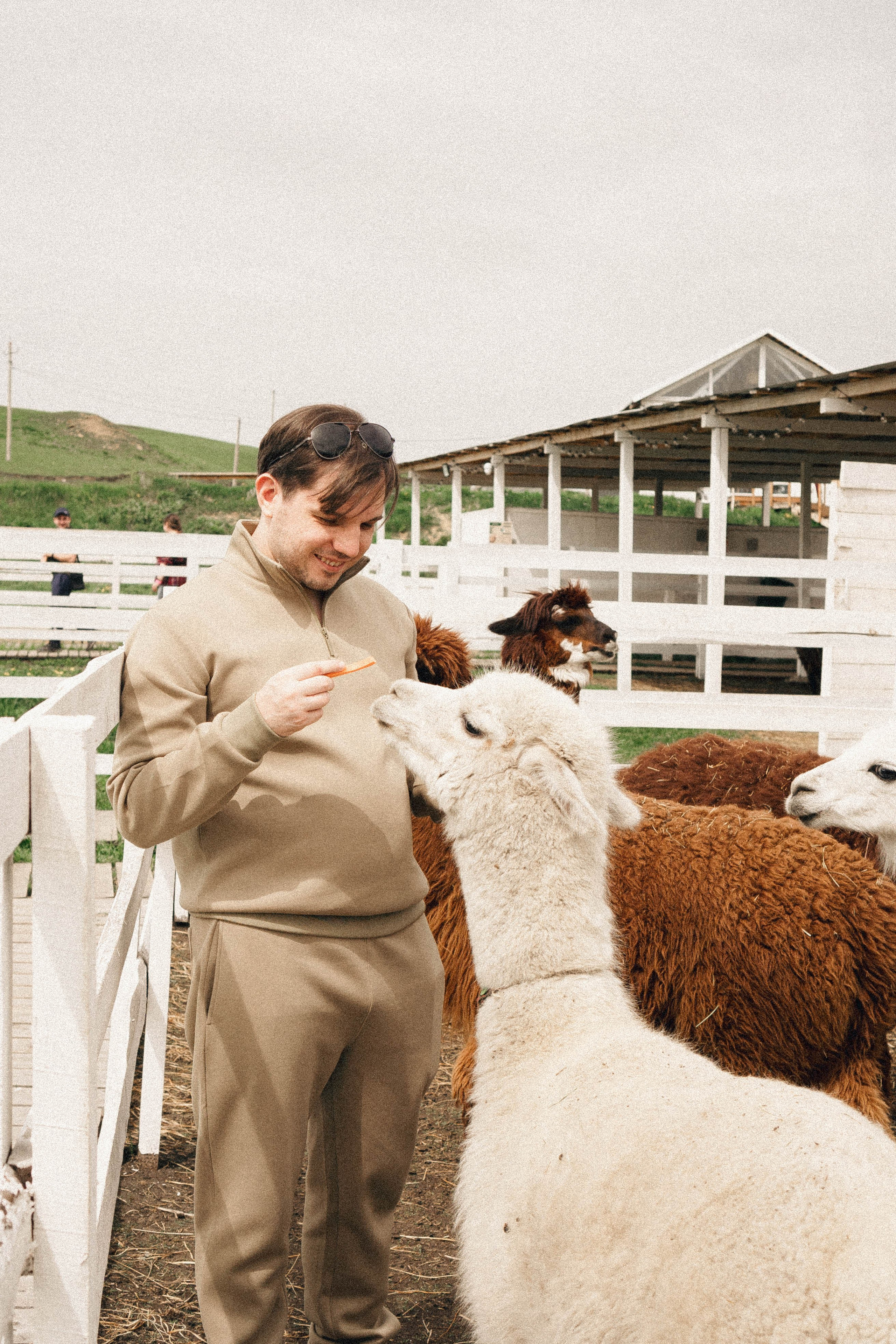 Ферма Альпак. Профессиональный фотограф, Санкт-Петербург — Виктория Богомолова