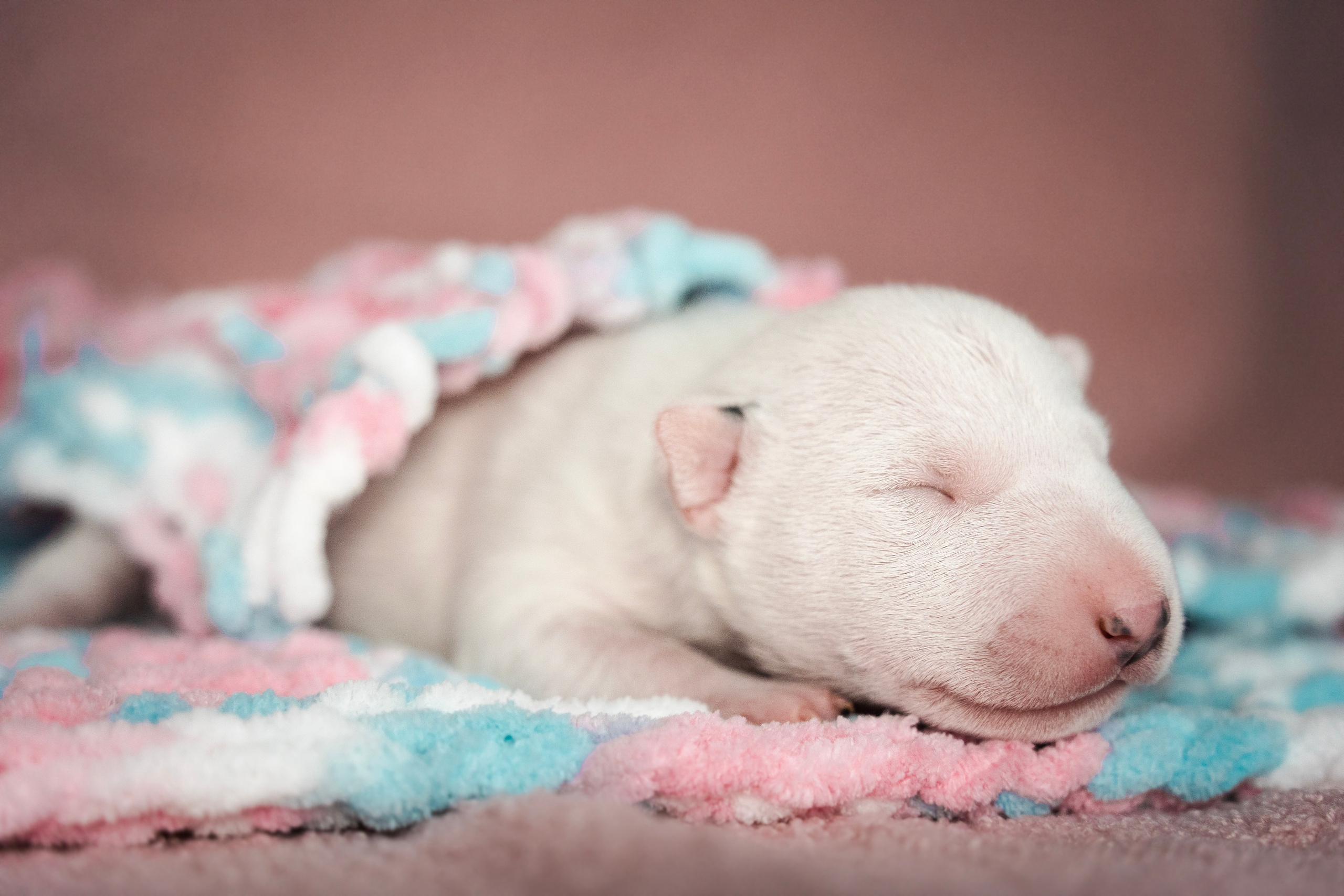 Ньюборн. Семейный фотограф анималист г. Находка
