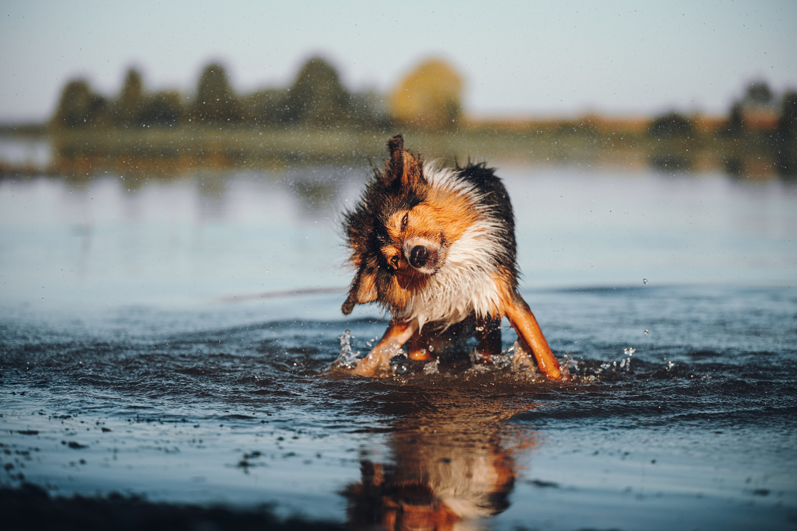 Саша, Флик и Эсприт. Семейный фотограф анималист Ананьева Мария — Москва
