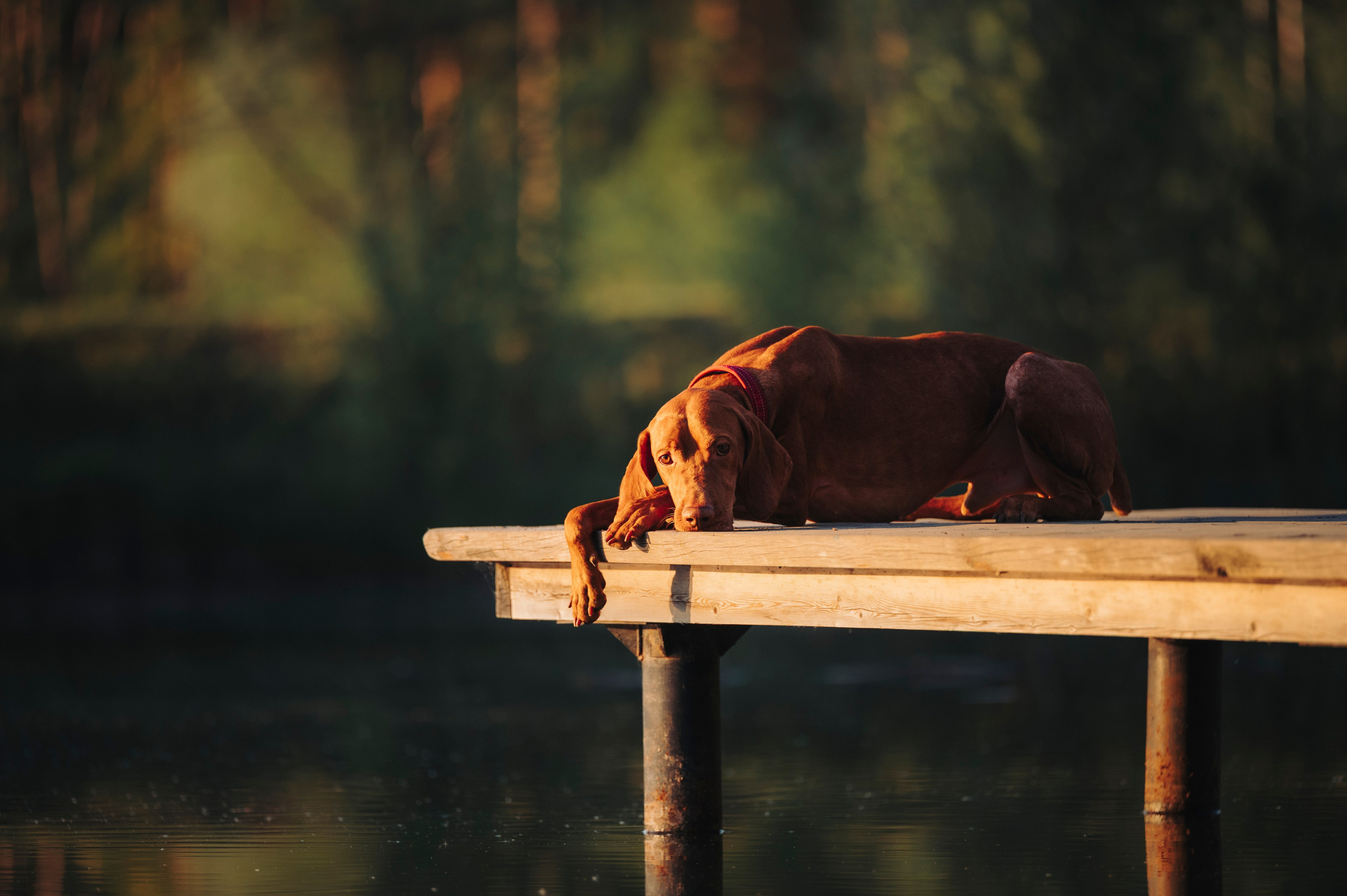 Юля, Никс и Чайф. Семейный фотограф анималист Ананьева Мария — Москва