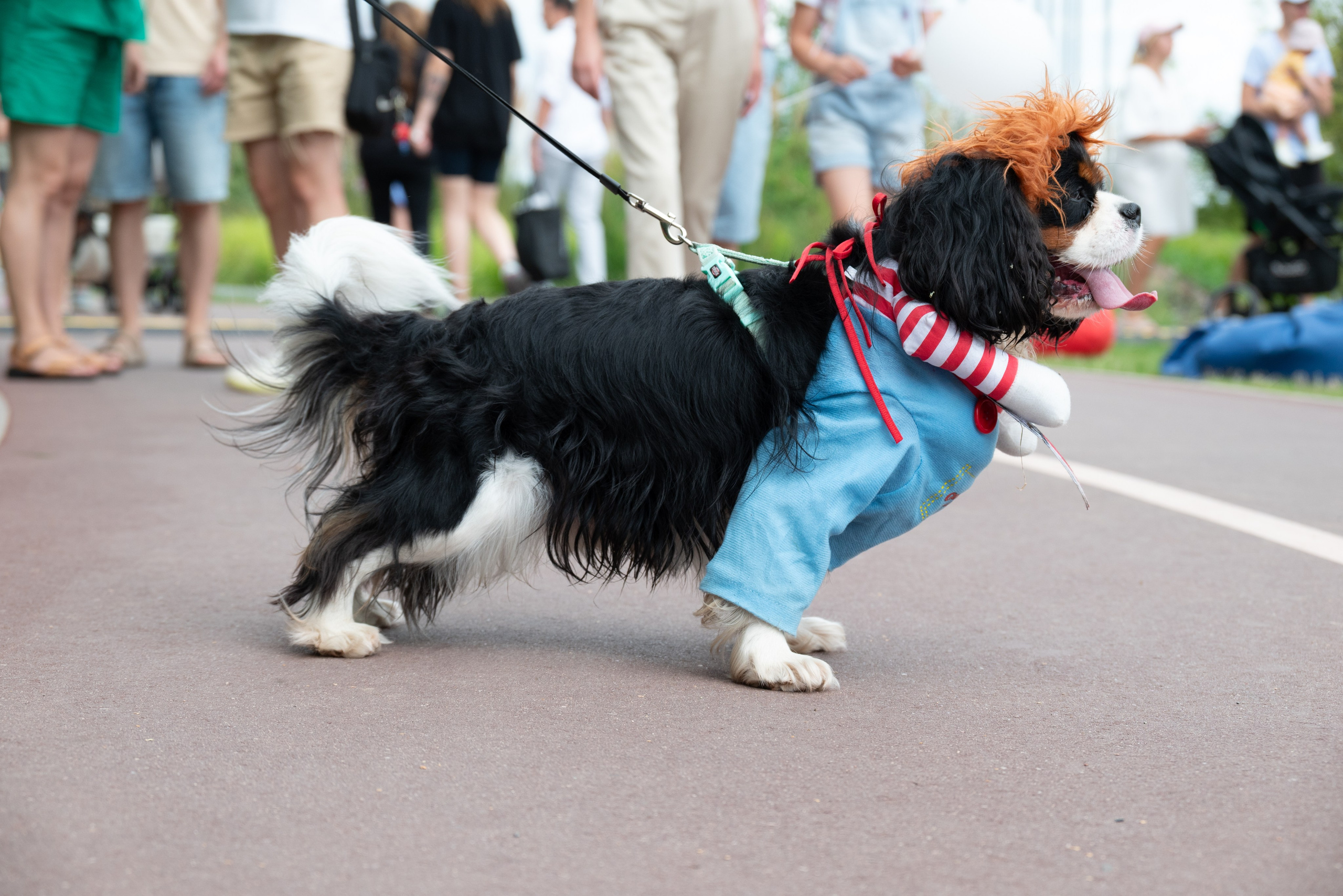 Pets Fest. Юлия Чайко, фотограф в Минске