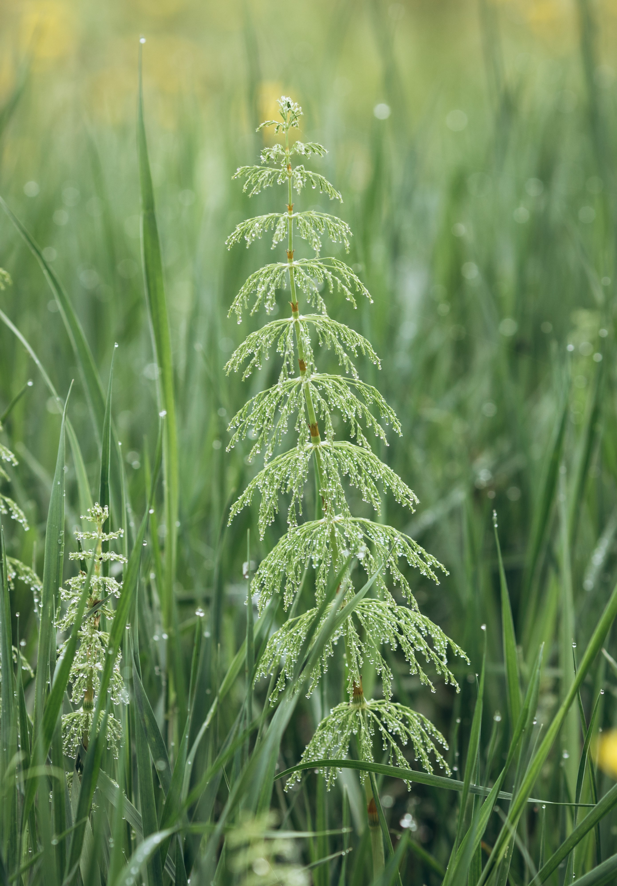Природные пейзажи. Наталия Клевинскас портретный фотограф в Костроме