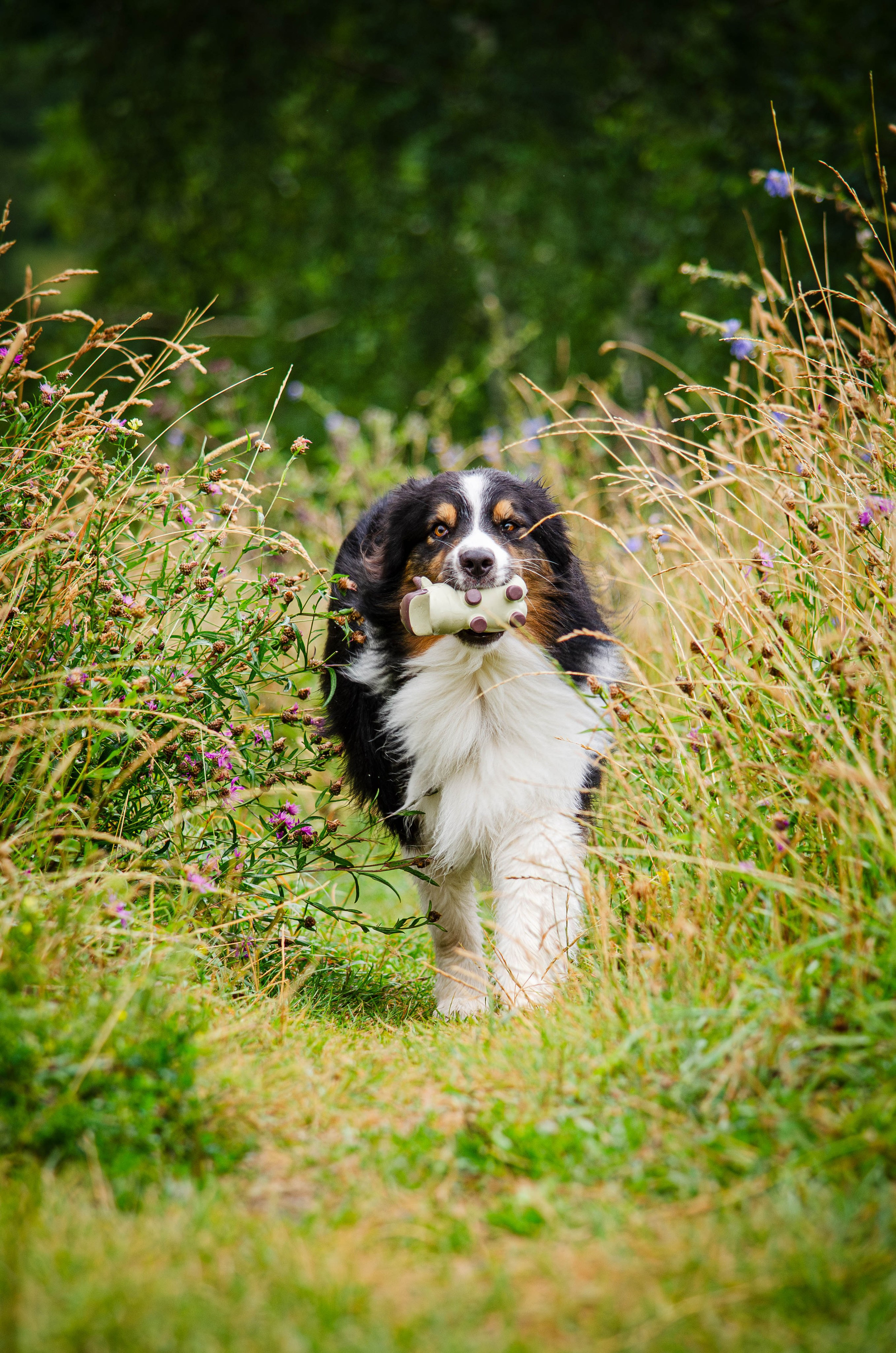 Арья и Оззи. Фотограф Светлана Блинова, Москва и Московская область