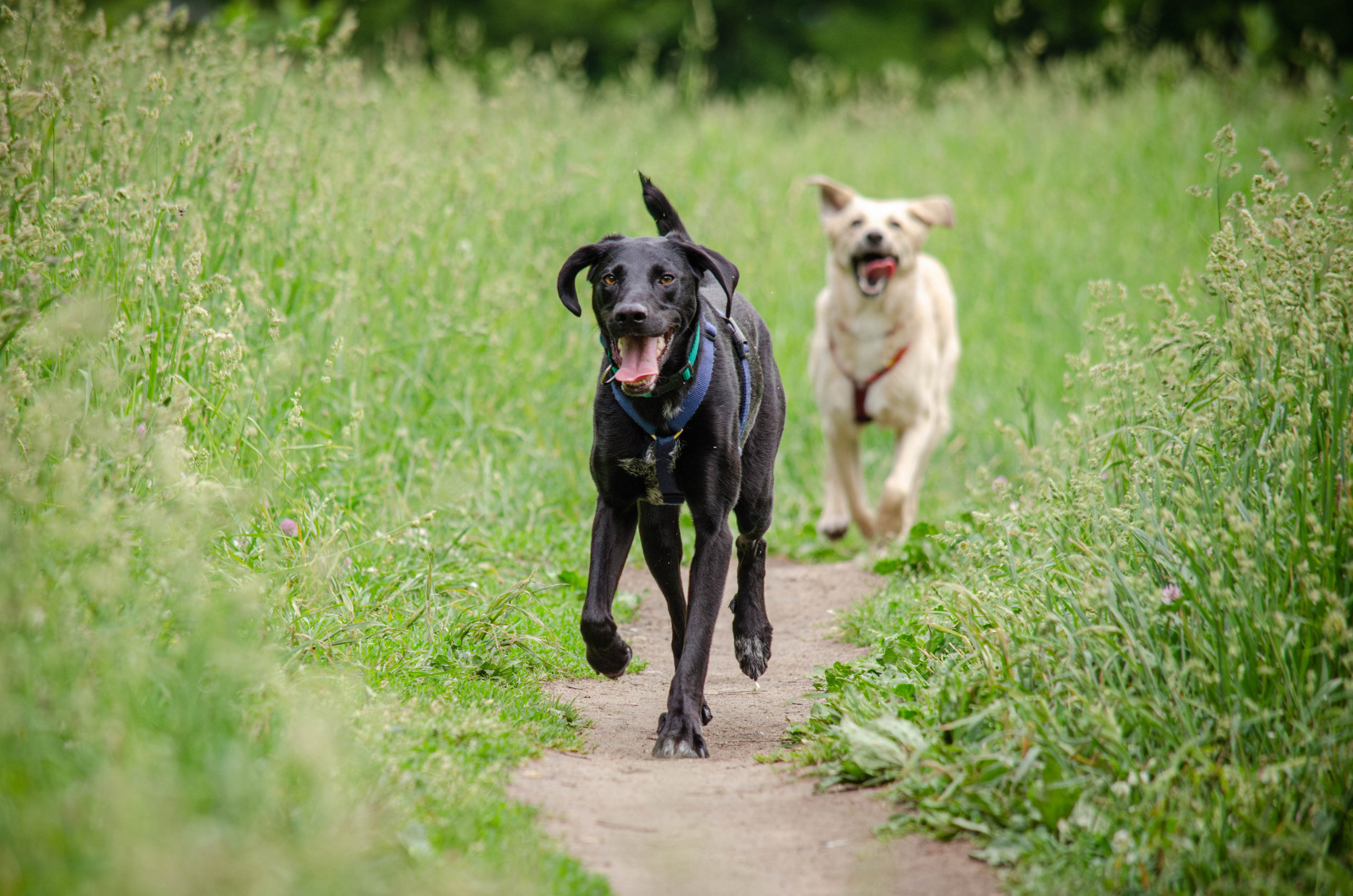 Мира и Барон