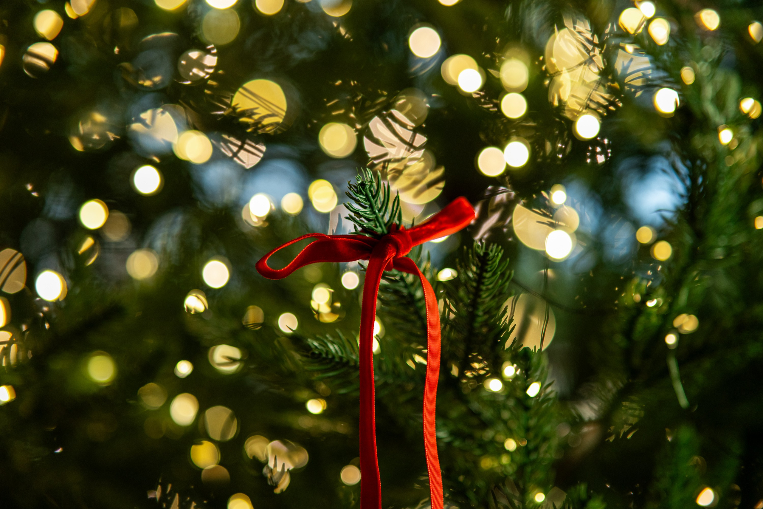 Корпоративы. Свадебный и репортажный фотограф Грузия