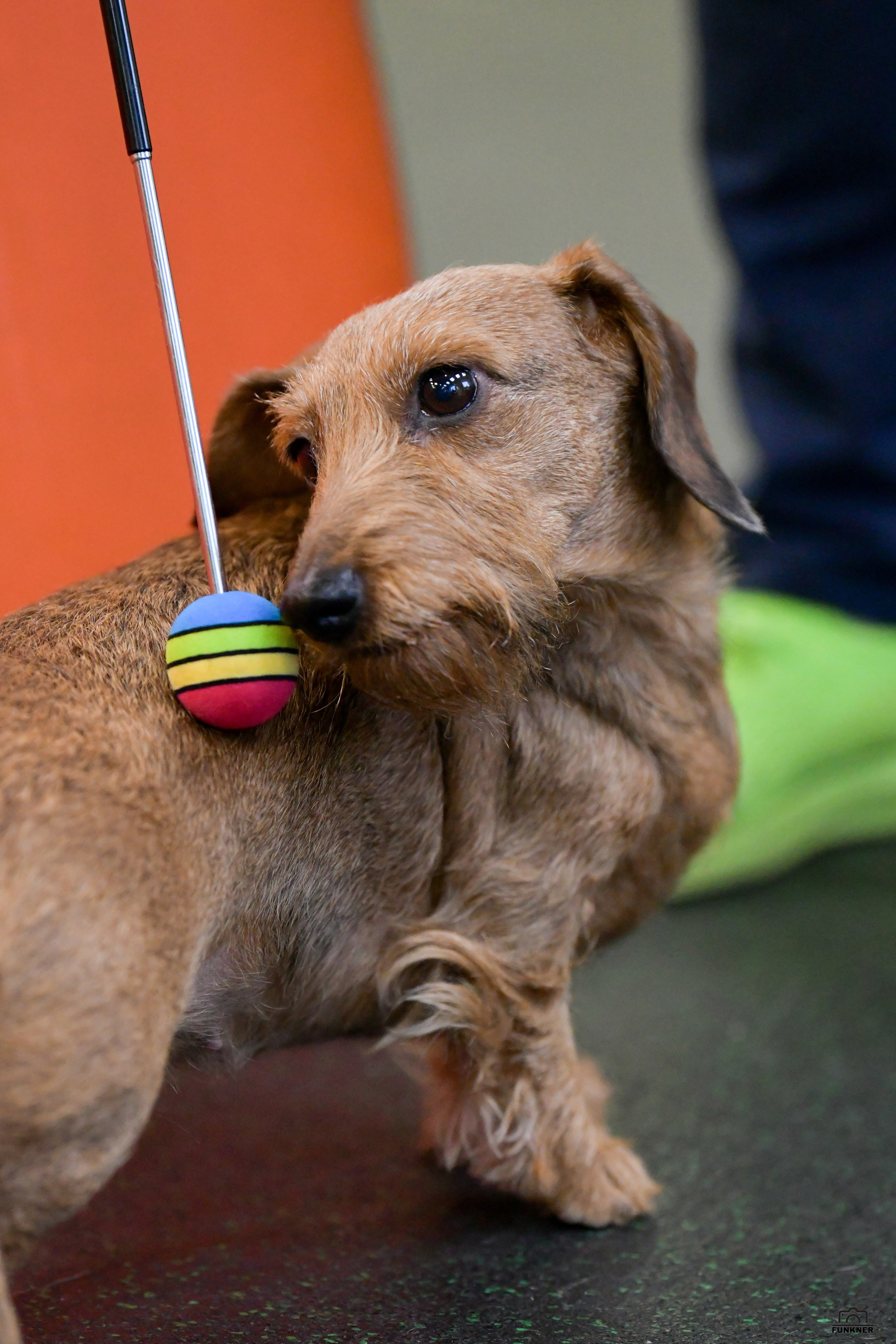 Кинологический клуб «Бодрый хвост». Свой взгляд через объектив
