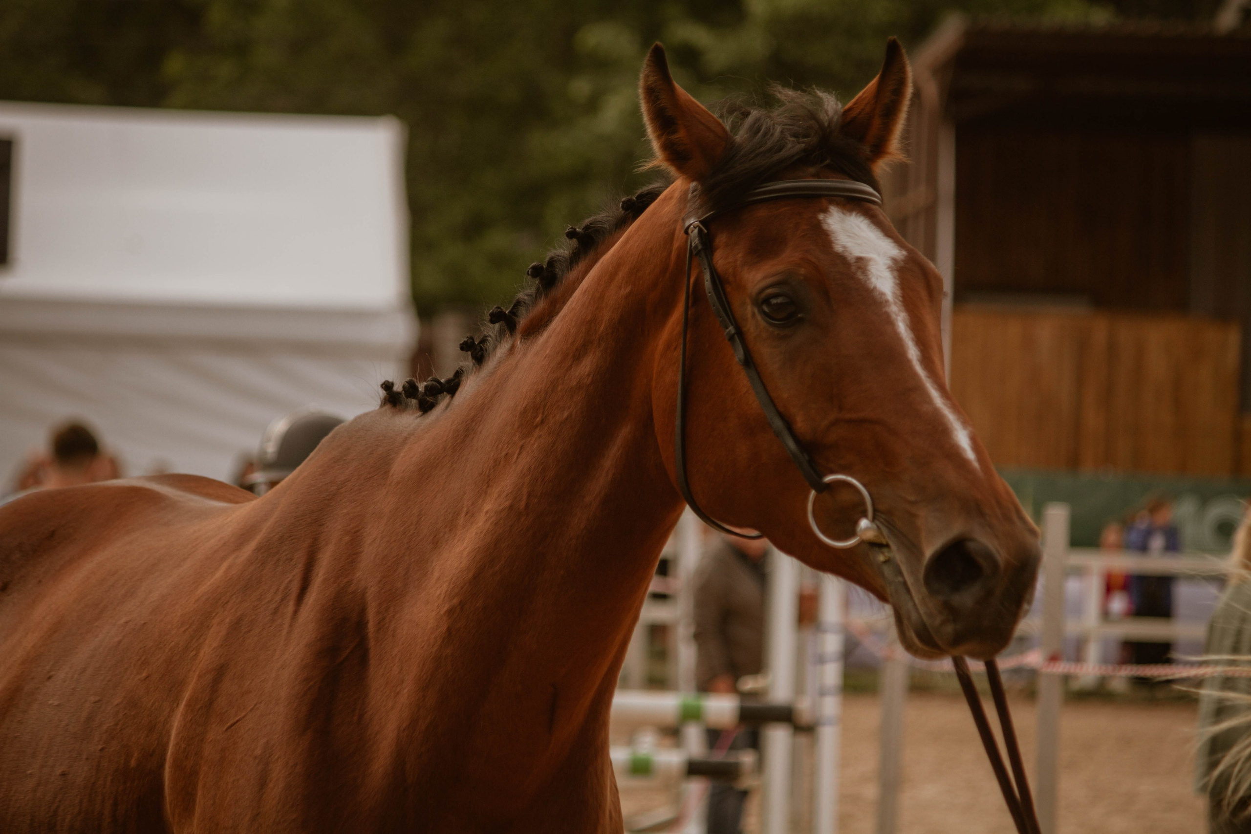 ИППОСФЕРА — Международная конная выставка. Создадим шедевр? Виталина и её фотоискусство
