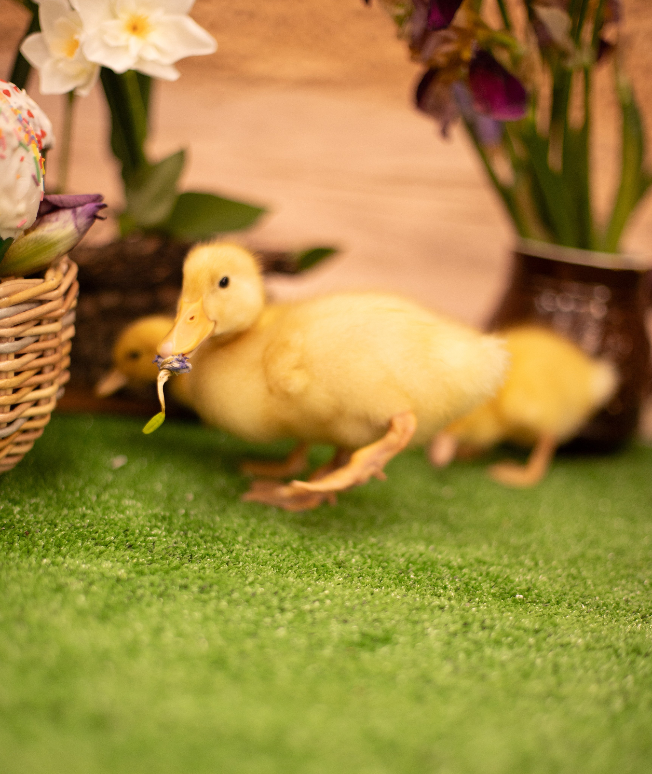 Пасха Утята. Лучший фотограф Краснодара (по версии моей мамы)