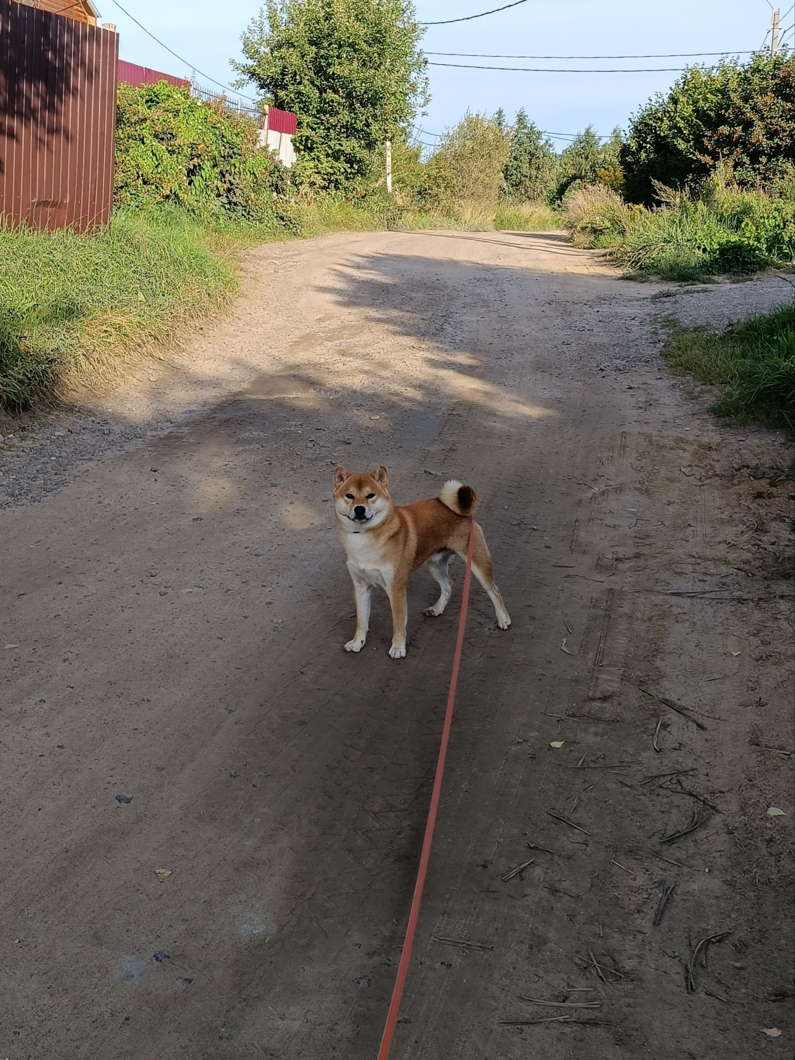 Rubylight Vin Diesel. Американская акита I Сиба ину I Питомник RUBYLIGHT