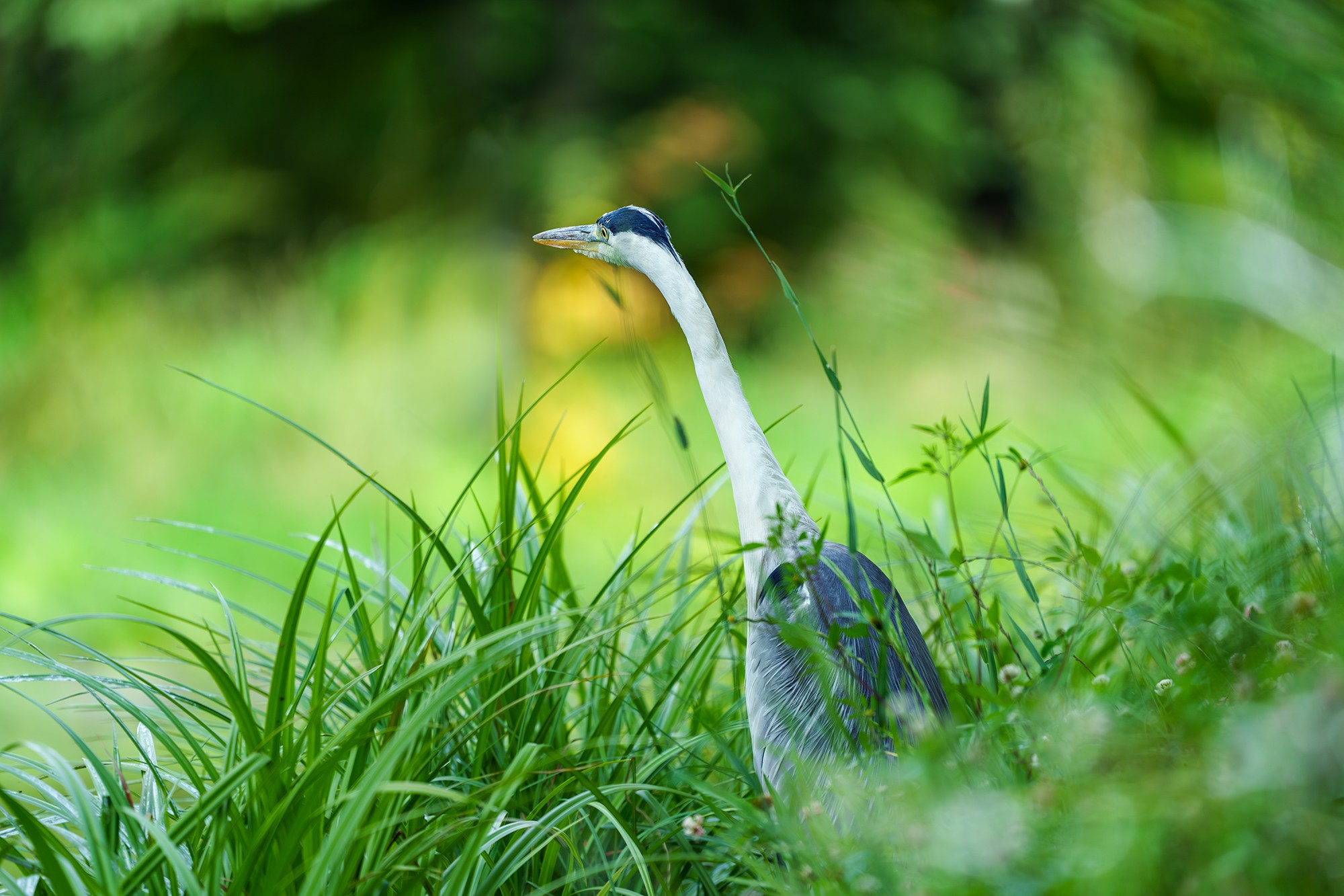 Удивительные мир птиц. Вокруг нас столько прекрасного — присмотритесь!. Ваш личный фотограф Марина Волкова
