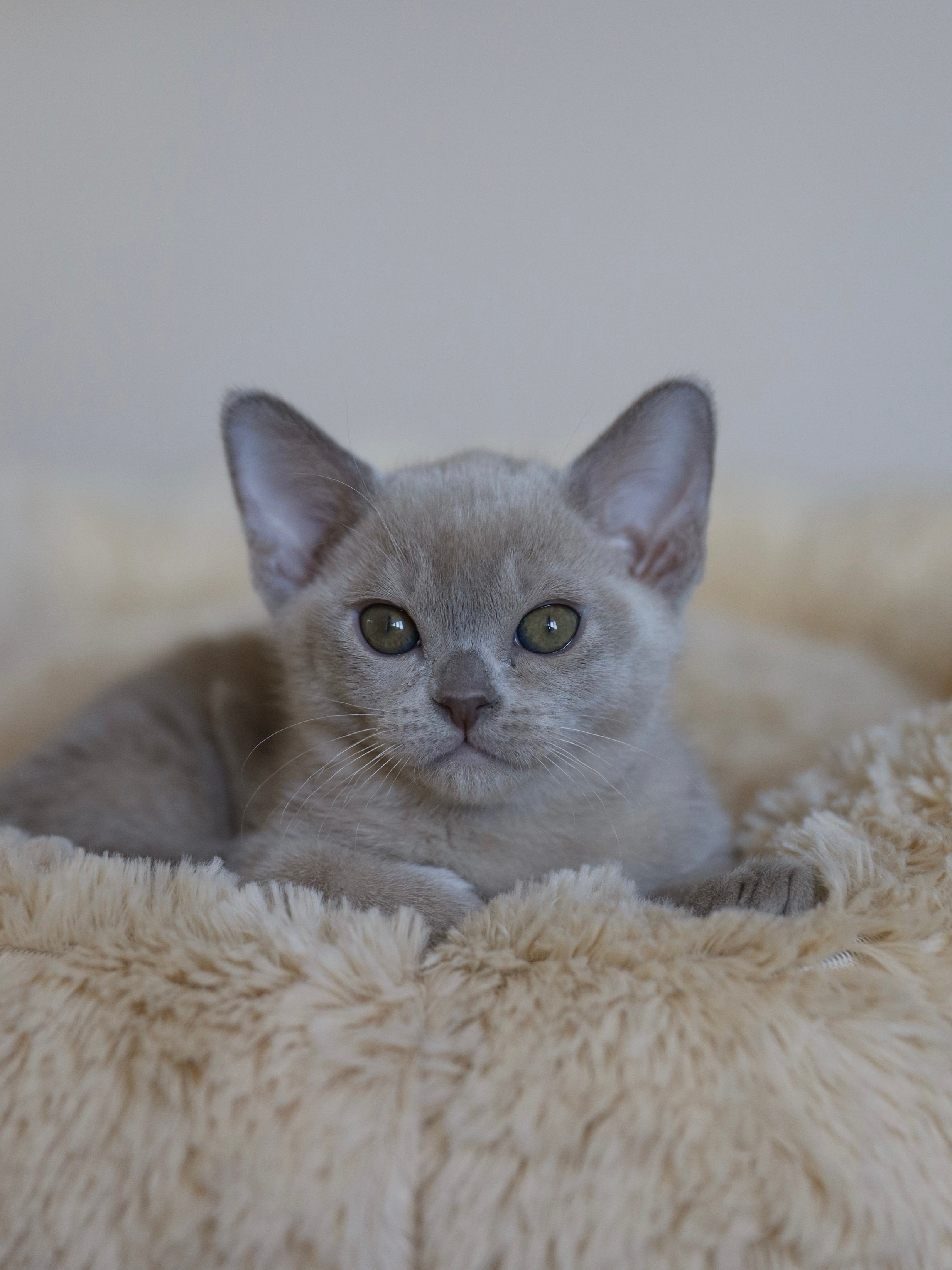 В. Cash. Cattery “Bouncy Life”