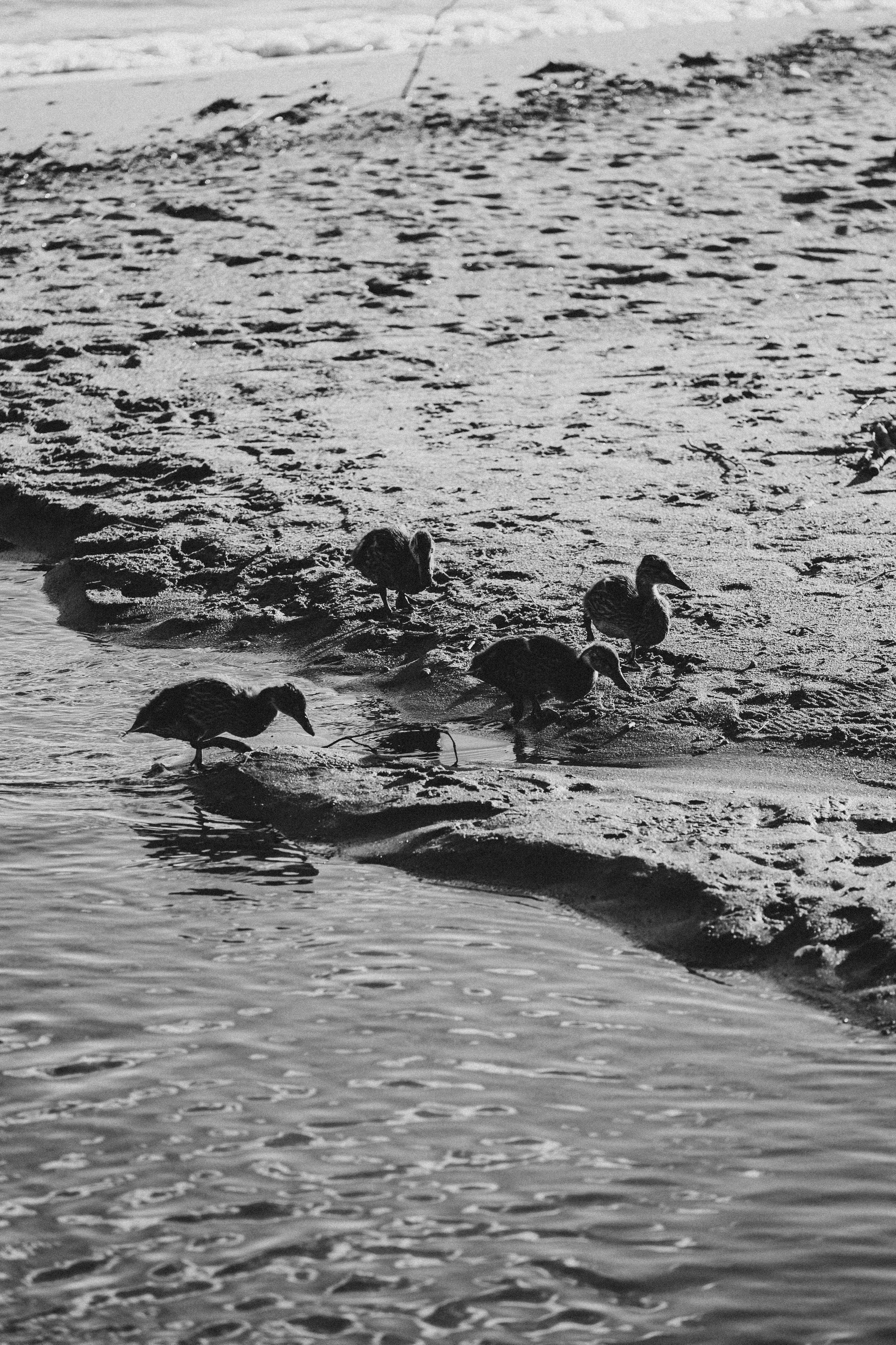 ПРОГУЛКА НА БЕРЕГУ ФИНСКОГО ЗАЛИВА. Профессиональный фотограф, Санкт-Петербург — Виктория Богомолова