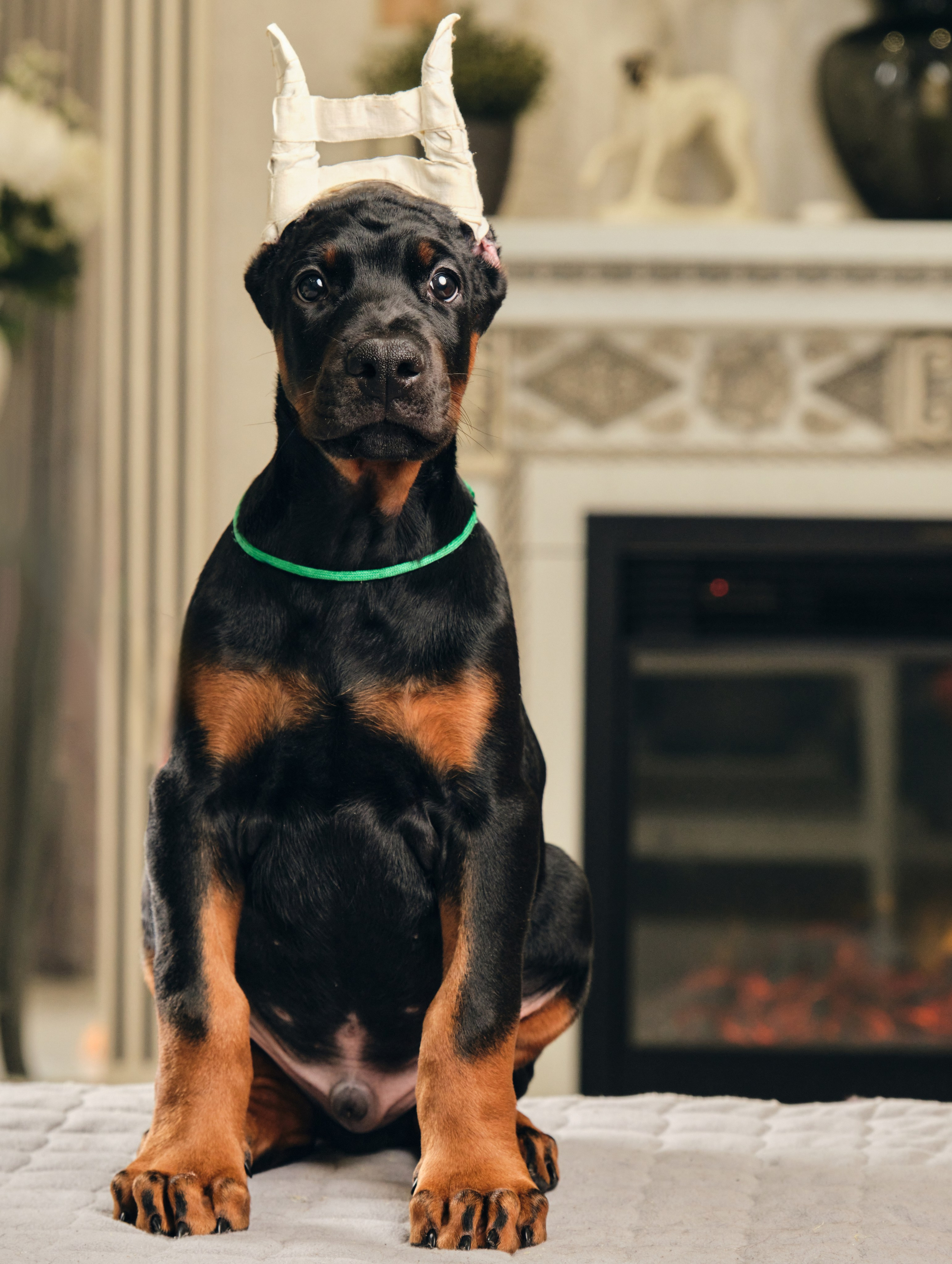 Фотограф животных в Москве и московской области. Профессиональный фотограф в Москве — Максим Дьяконов