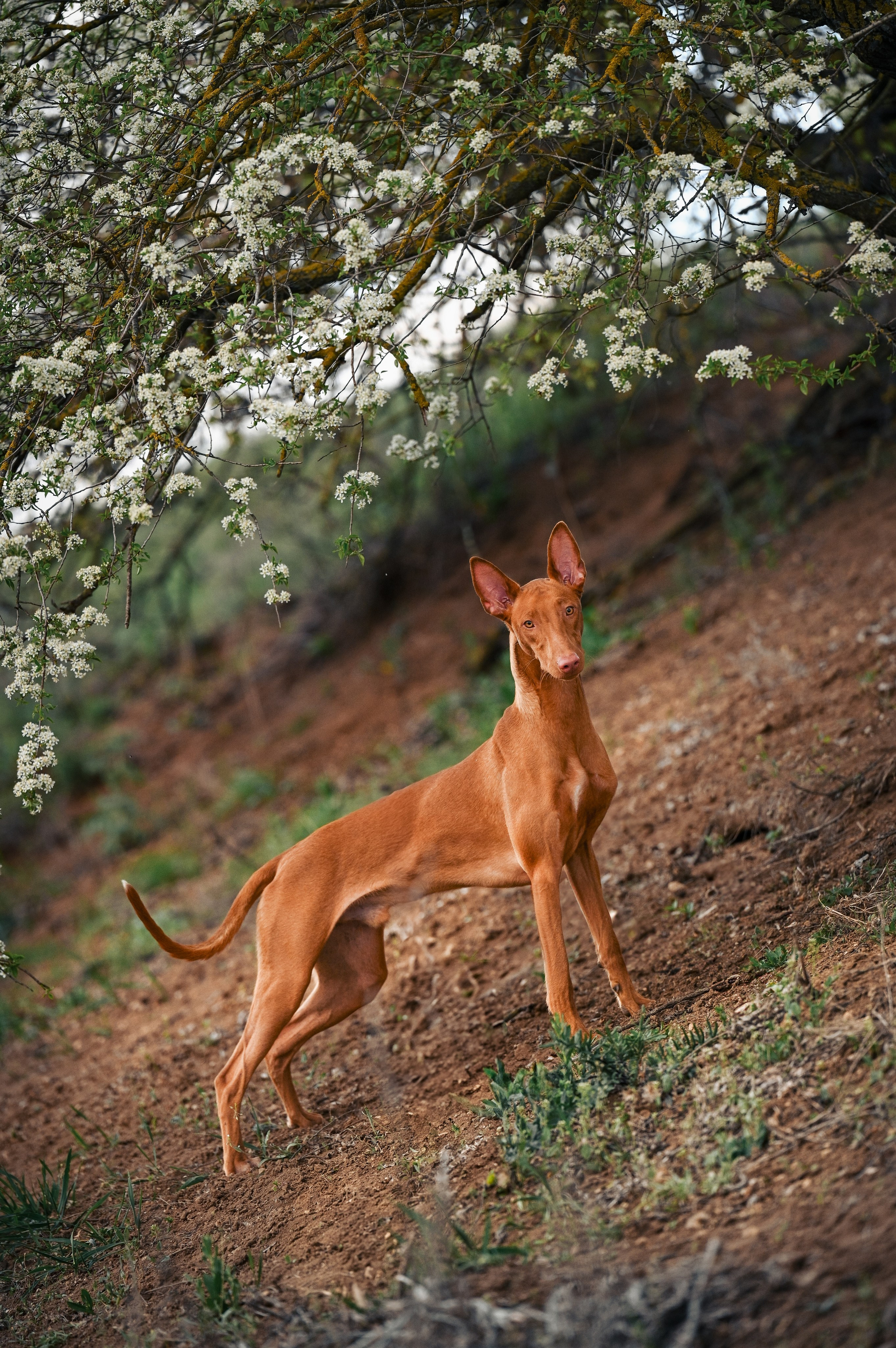Фараонова собака Ромарио. Фотограф в Ростове —на — Дону