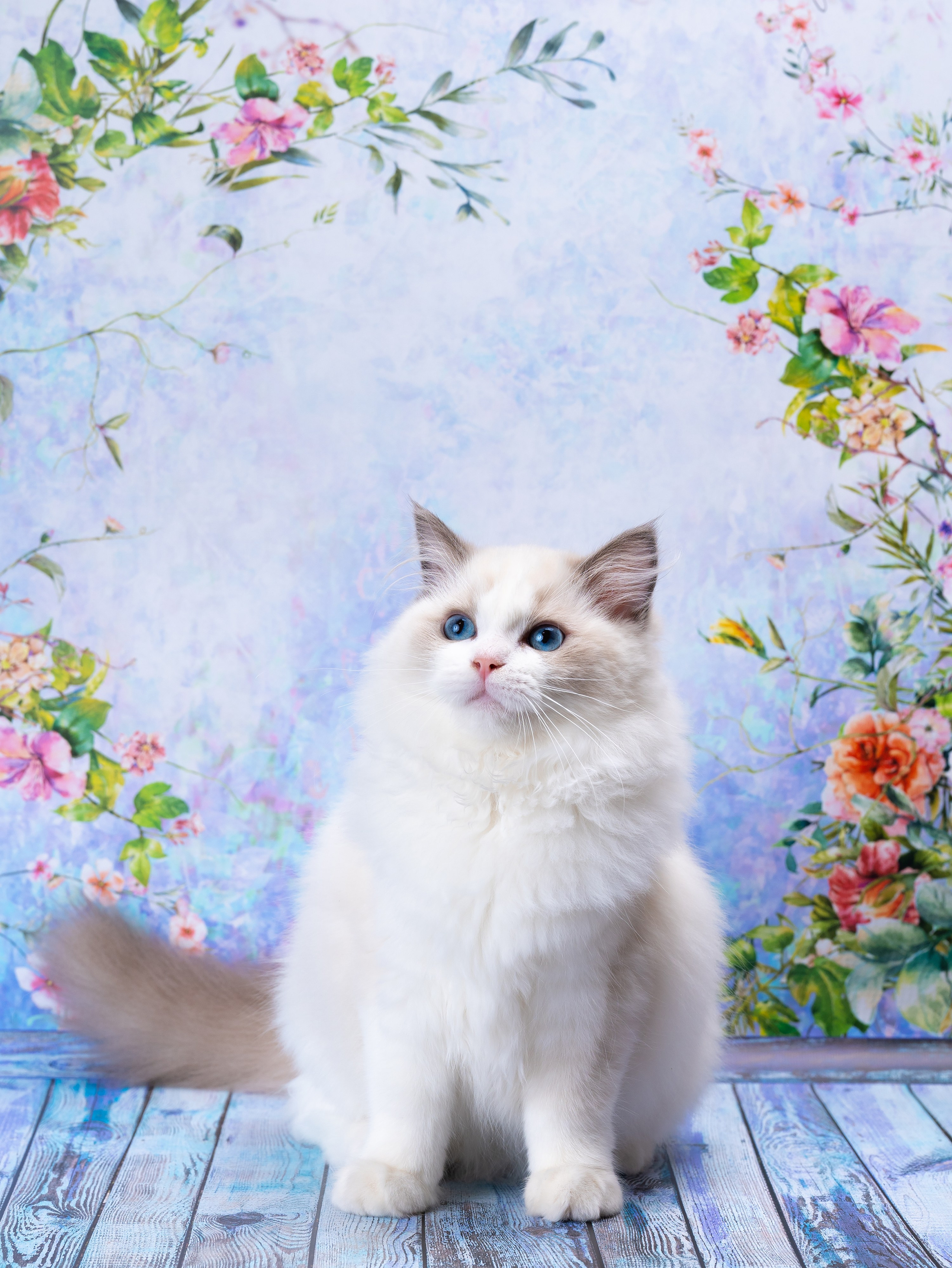 Съемка животных. Фуд, предметный и фотограф анималист в Нижнем Новгороде Иванов Максим