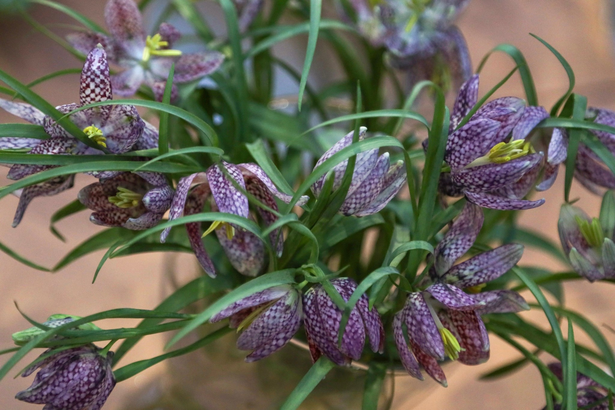 Фотографии с выставки Репетиция весны. Фотосессии и репортаж — Фотограф в Москве — Рина Серёгина