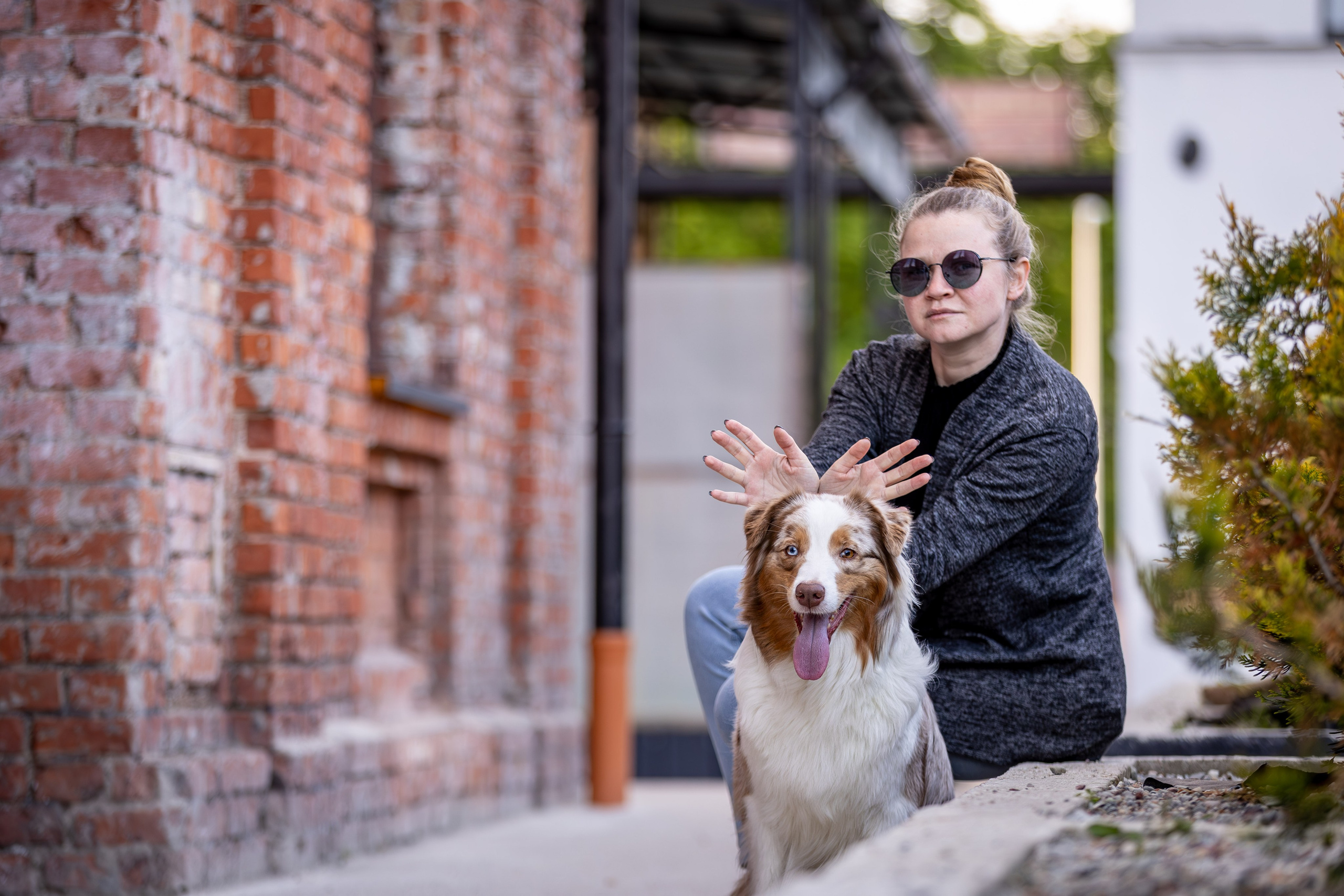 Полли, Австралийская Овчарка. Ирина Голомб|Фотограф-анималист в  Сочи и Калининграде