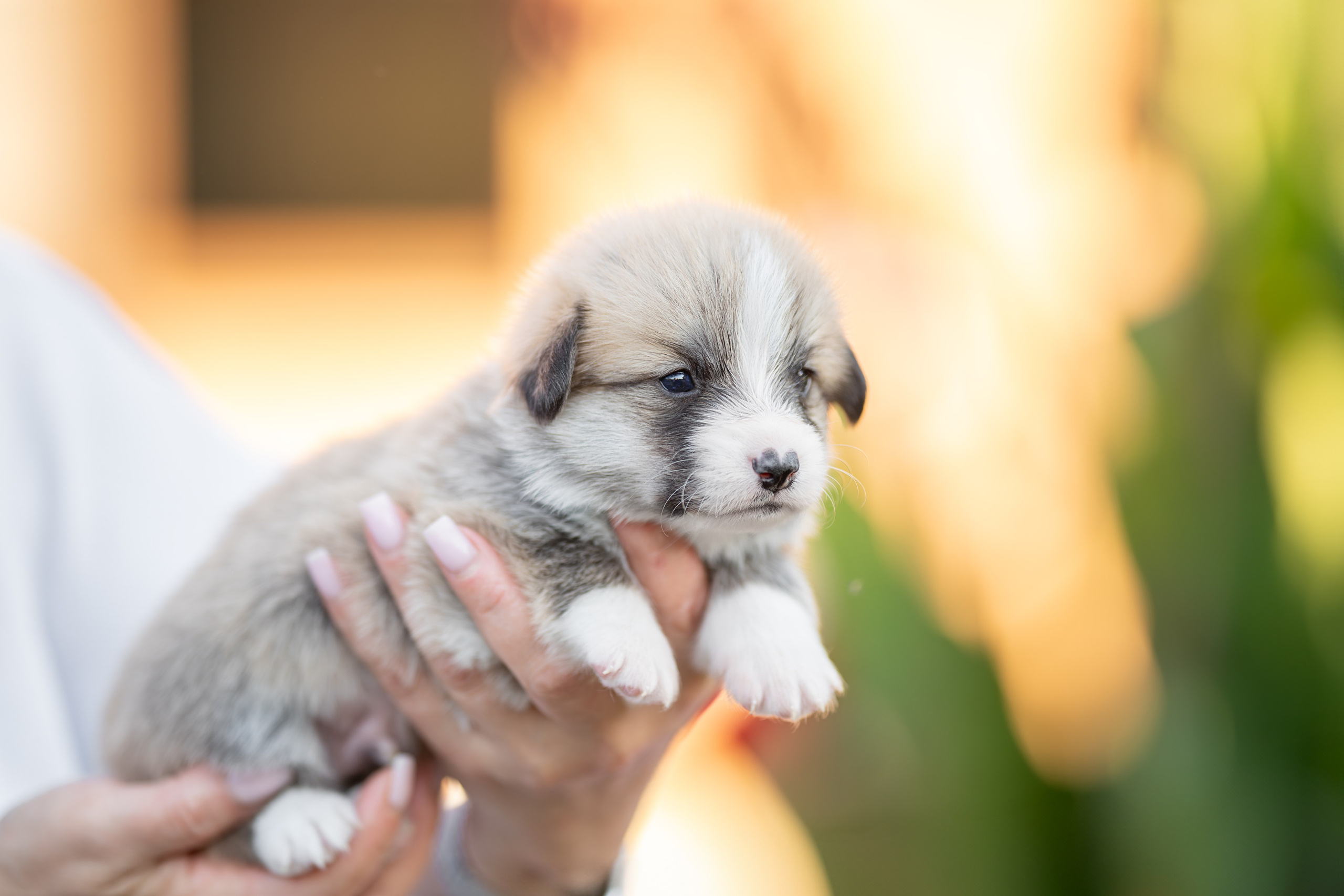 Малыши коржики. Ирина Голомб|Фотограф-анималист в  Сочи и Калининграде