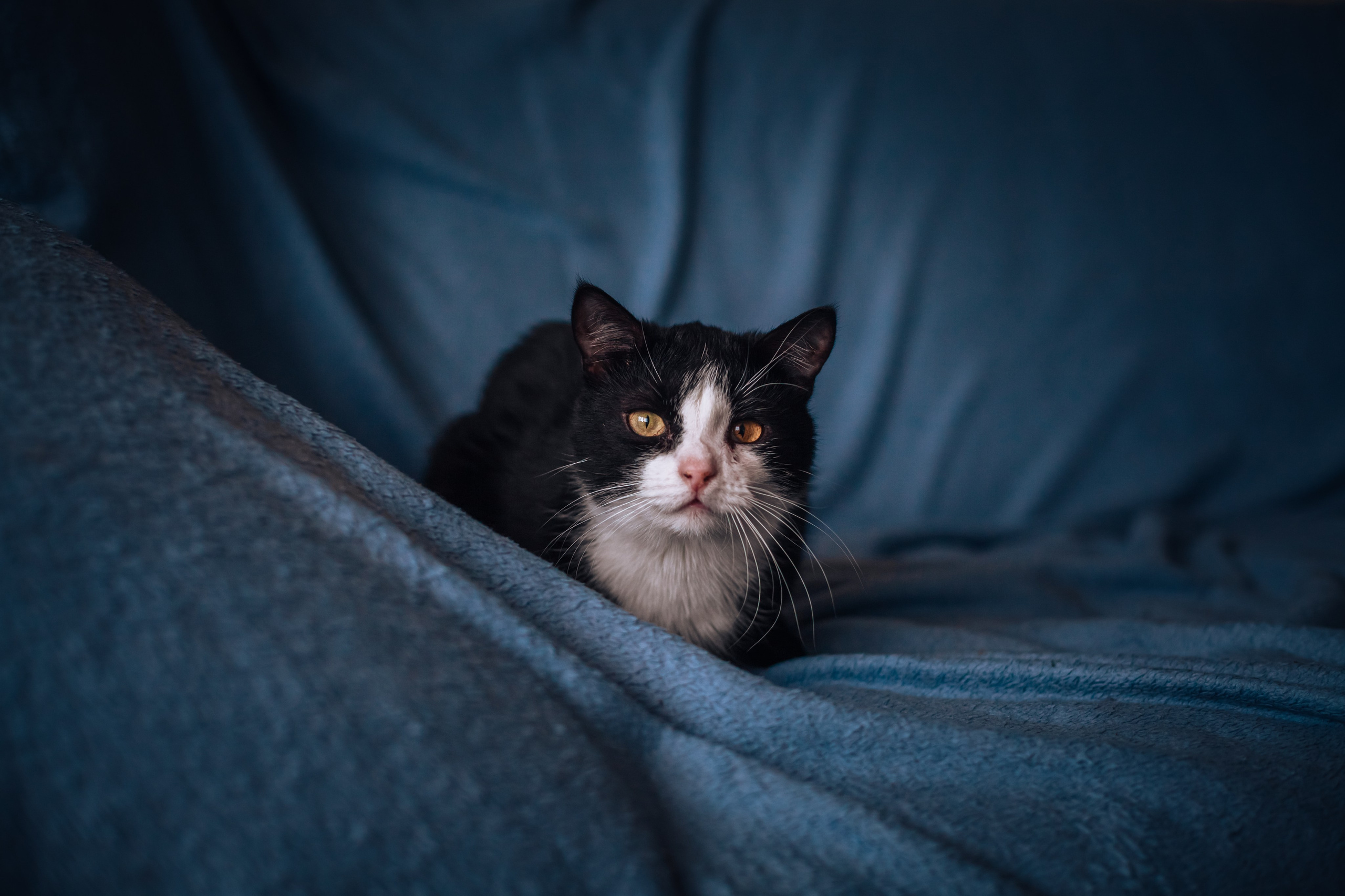 Домашняя фотосессия кота. Фотограф-анималист Татьяна Степанова