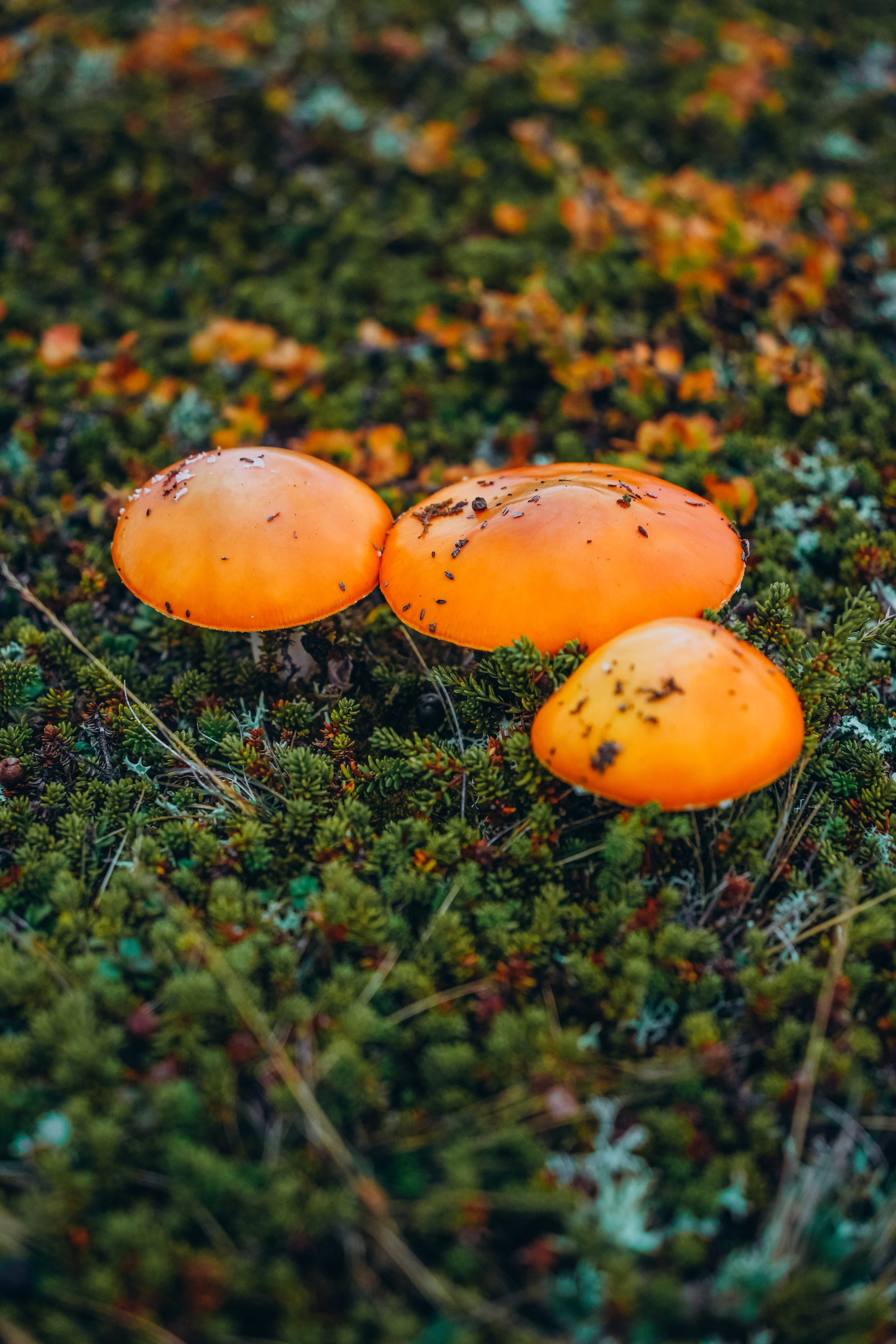 СЕВЕР. Event фотограф Степанова Александра