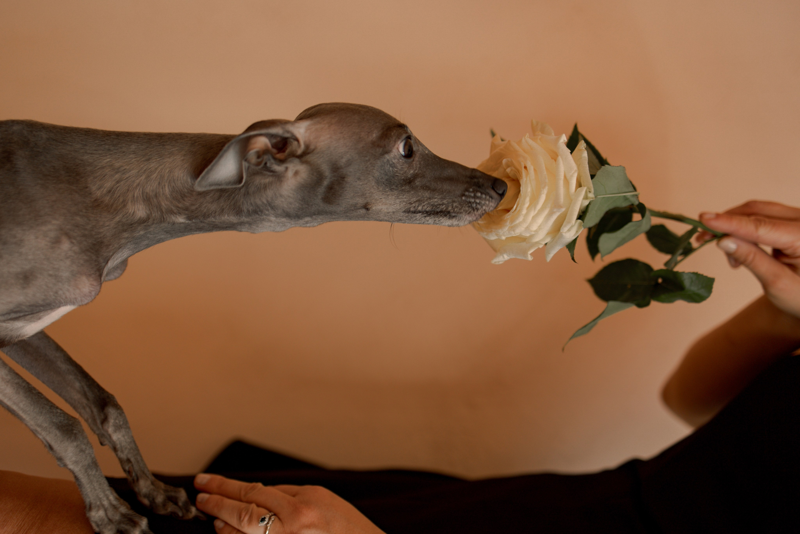 Ксюша и Луна. Фотограф — Анималист | Санкт-Петербург