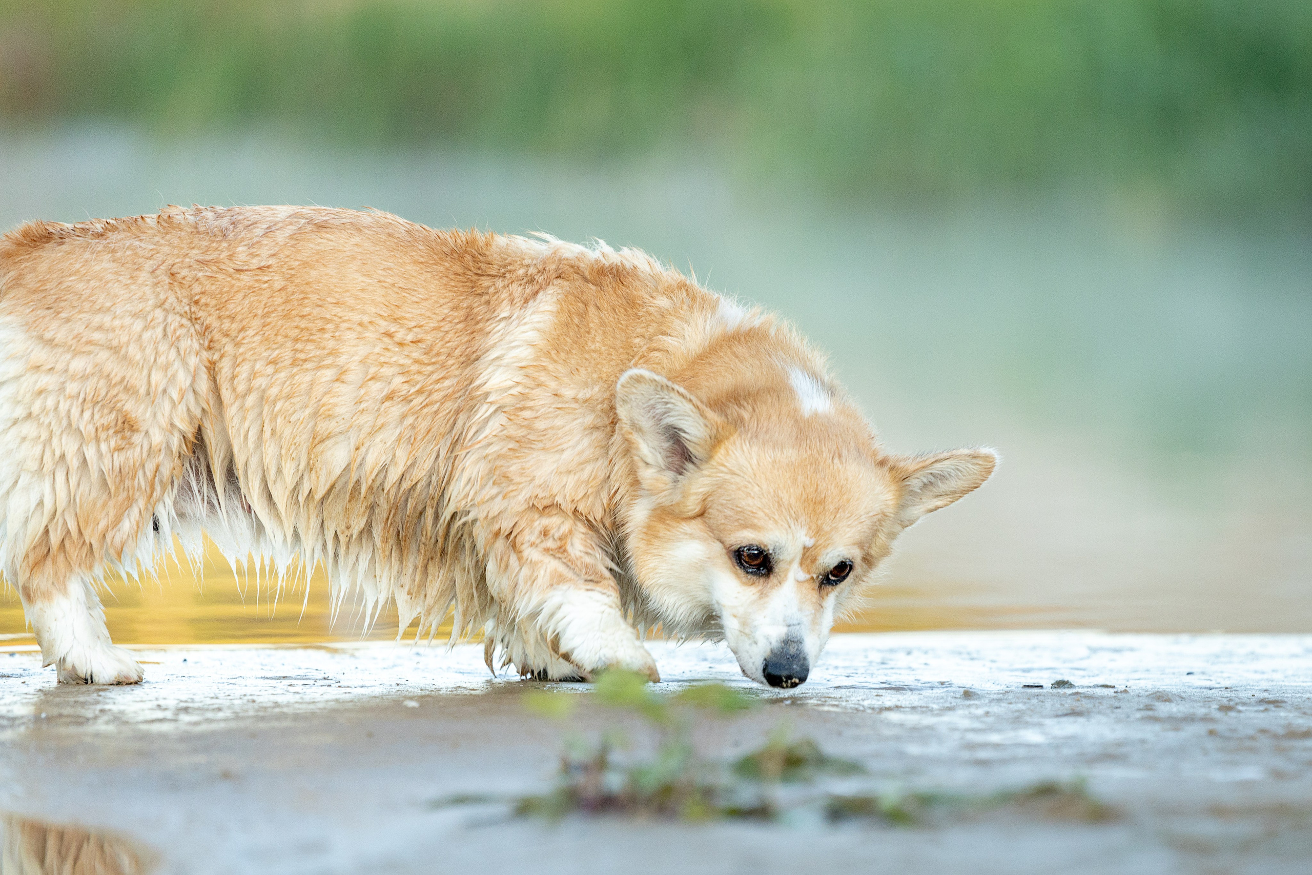 Рассвет. Фотограф-анималист Александра Шеремет
