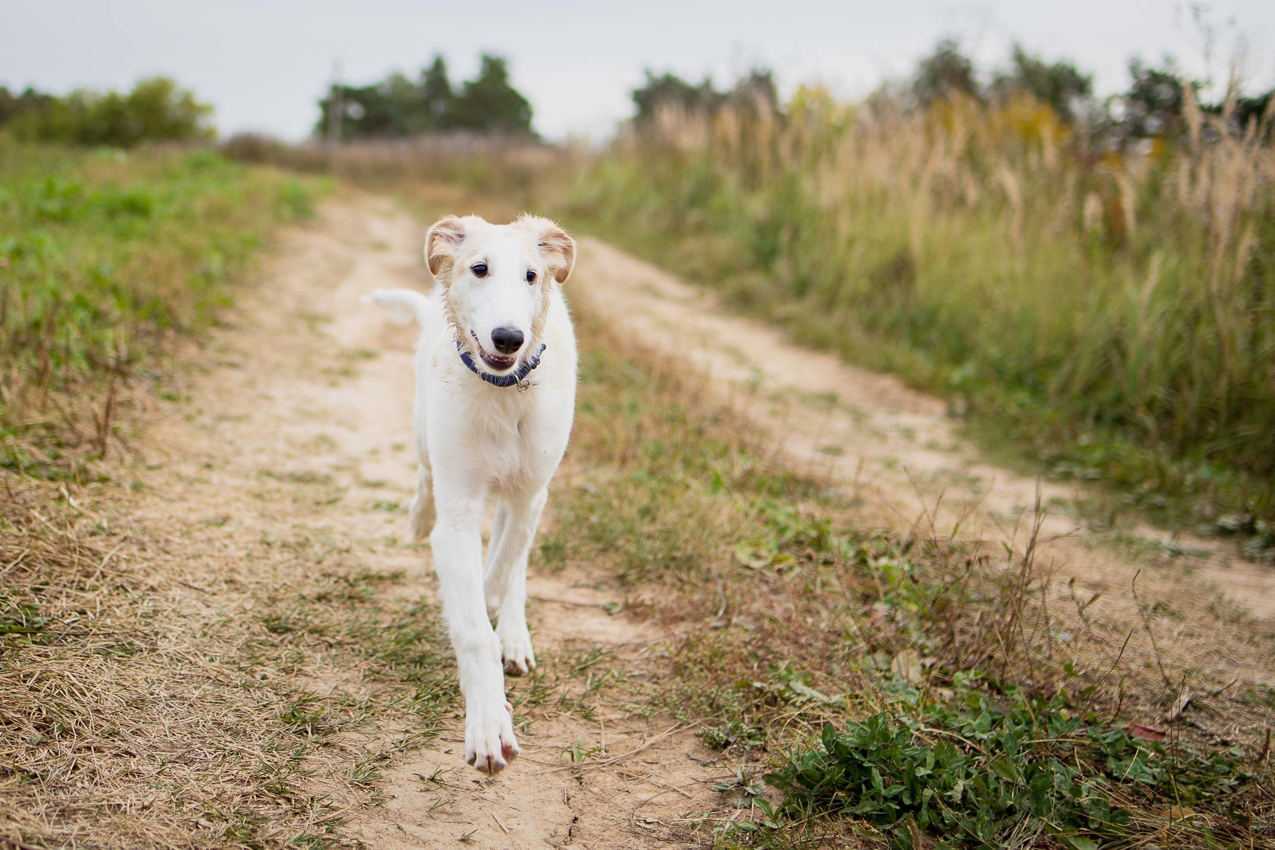 РПБ. Фотограф-анималист Александра Шеремет