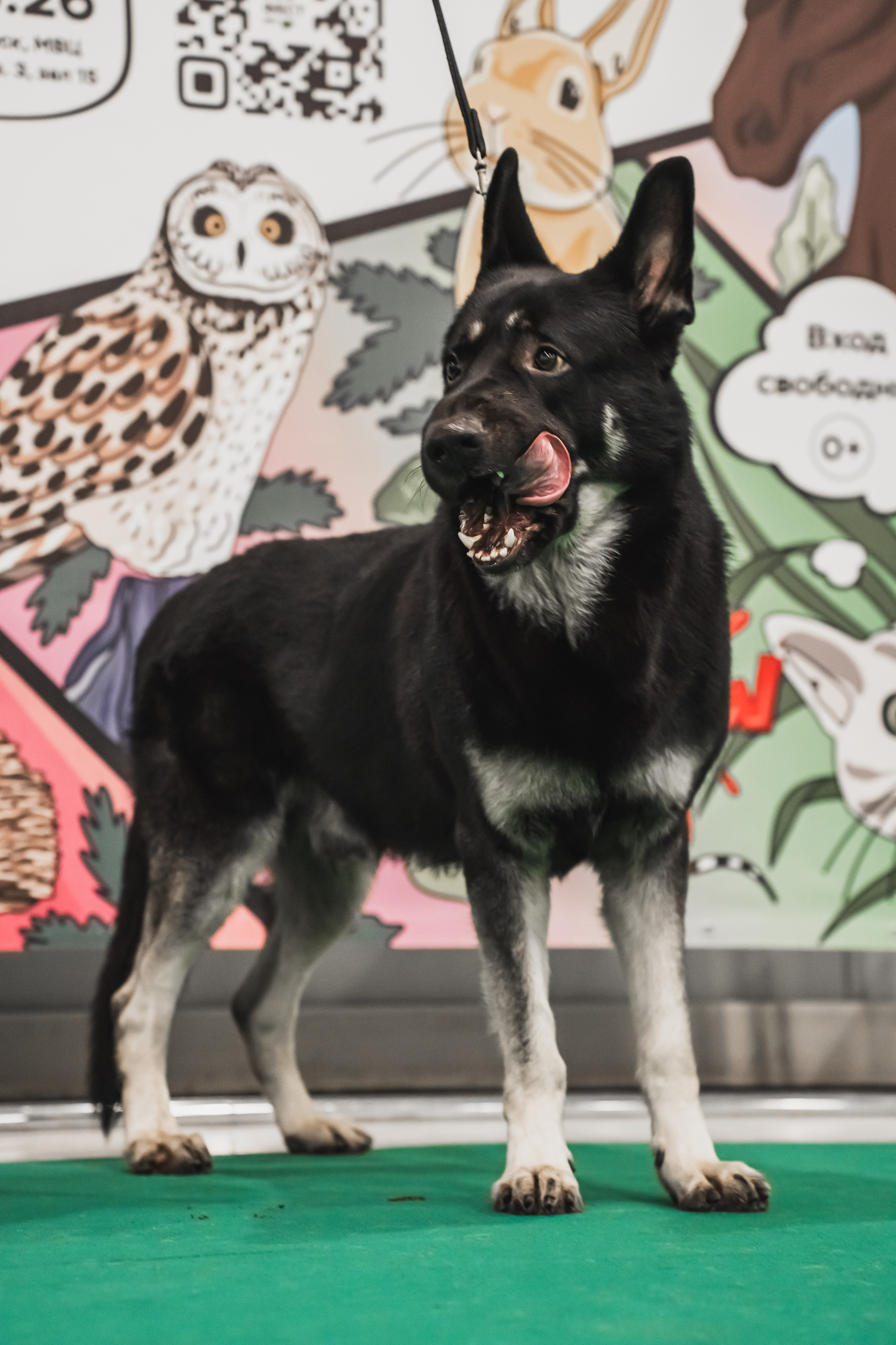 Международная выставка собак всех пород. Репортажный фотограф Анастасия Рубцова