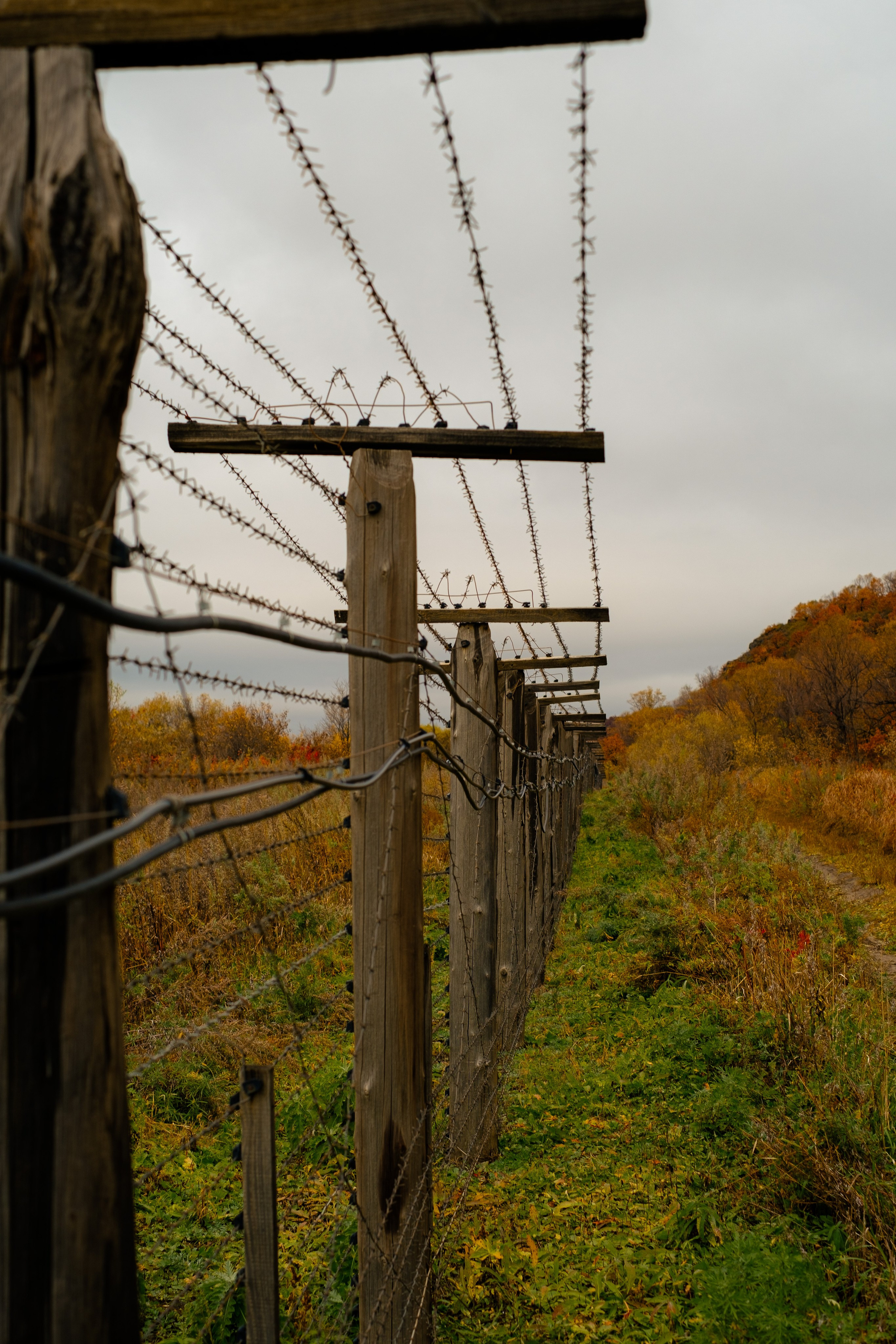 Михайловские столбы осенью. Фотограф Благовещенска Яна
