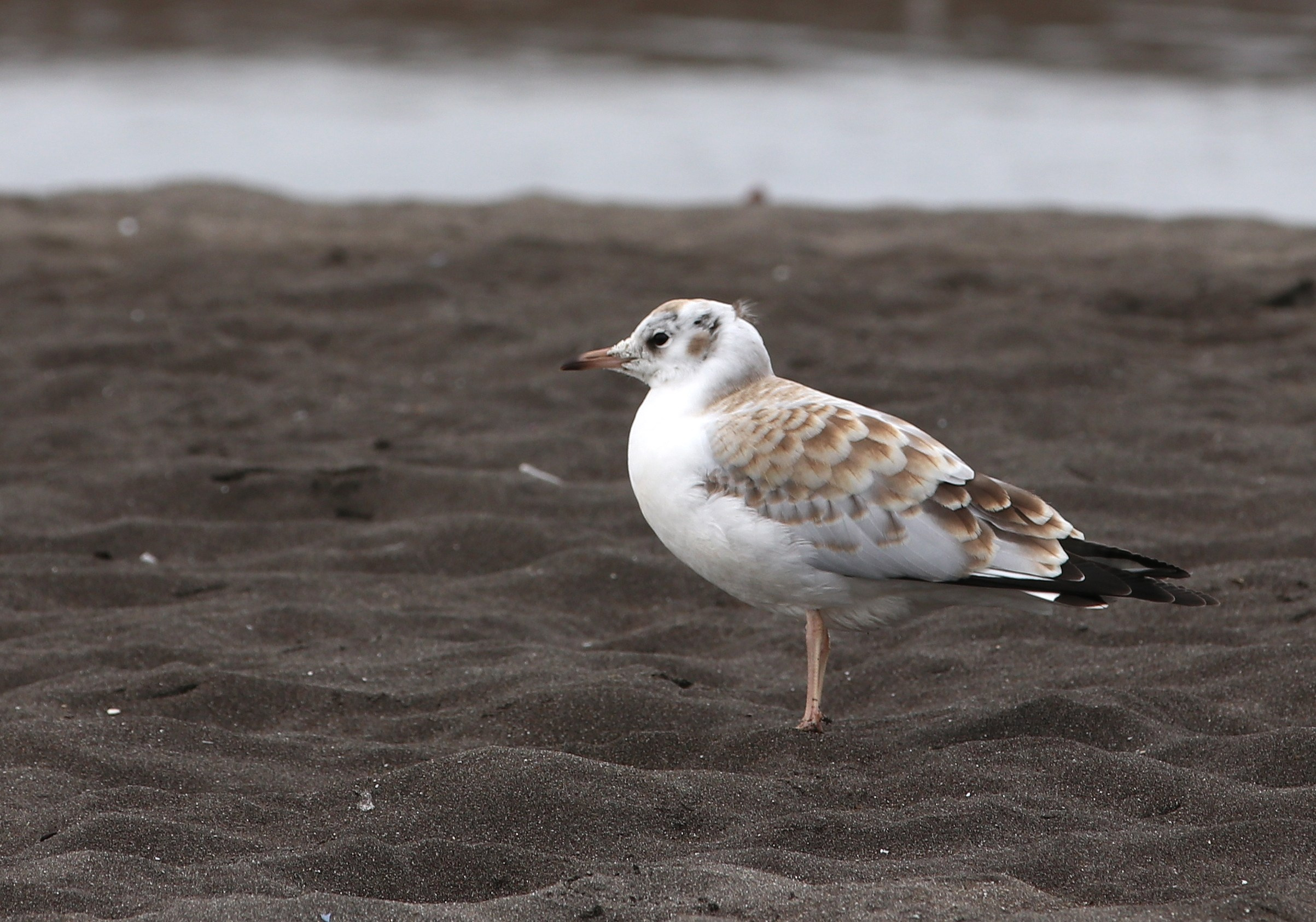 Камчатка и о. Парамушир. Июль 2024. Путешественник-фотограф из Санкт-Петербурга Татьяна Свистулина