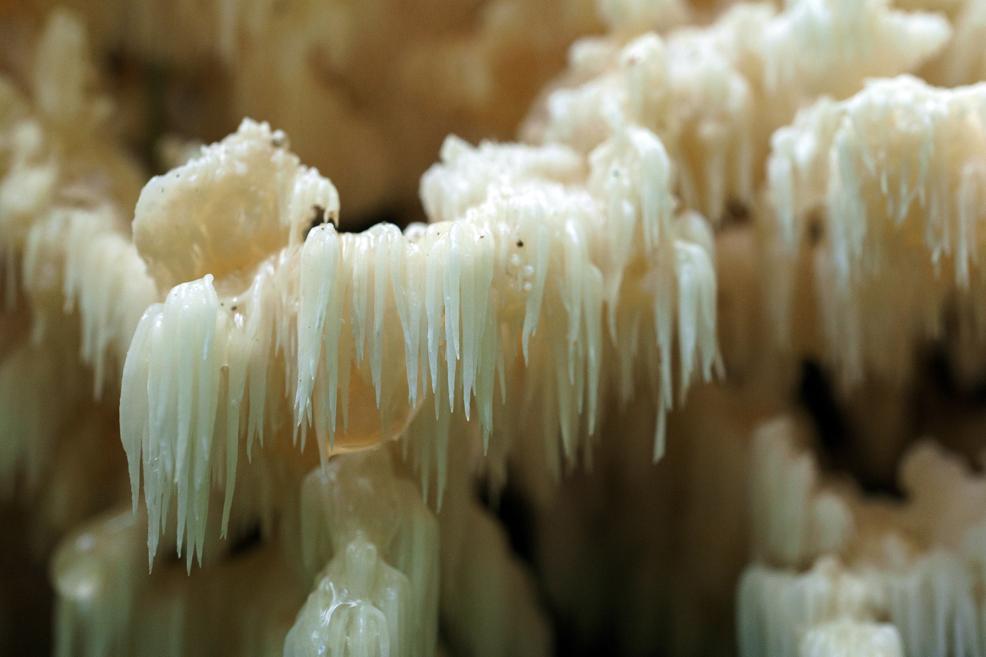 Макросъёмка. Ваш личный фотограф Марина Волкова