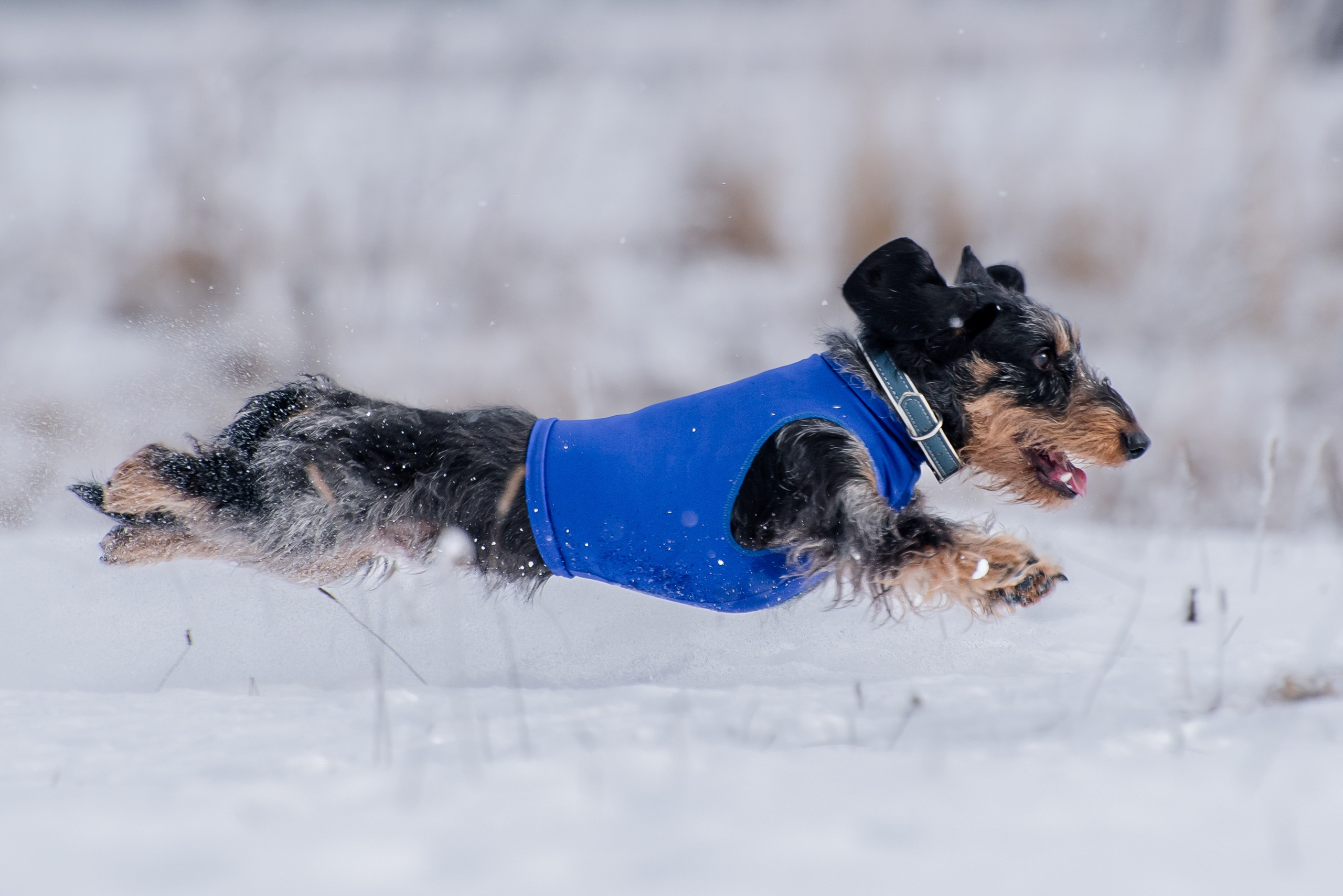 Бега за механической приманкой (Курсинг). Фотограф Макс Огурцов в Нижнем Новгороде