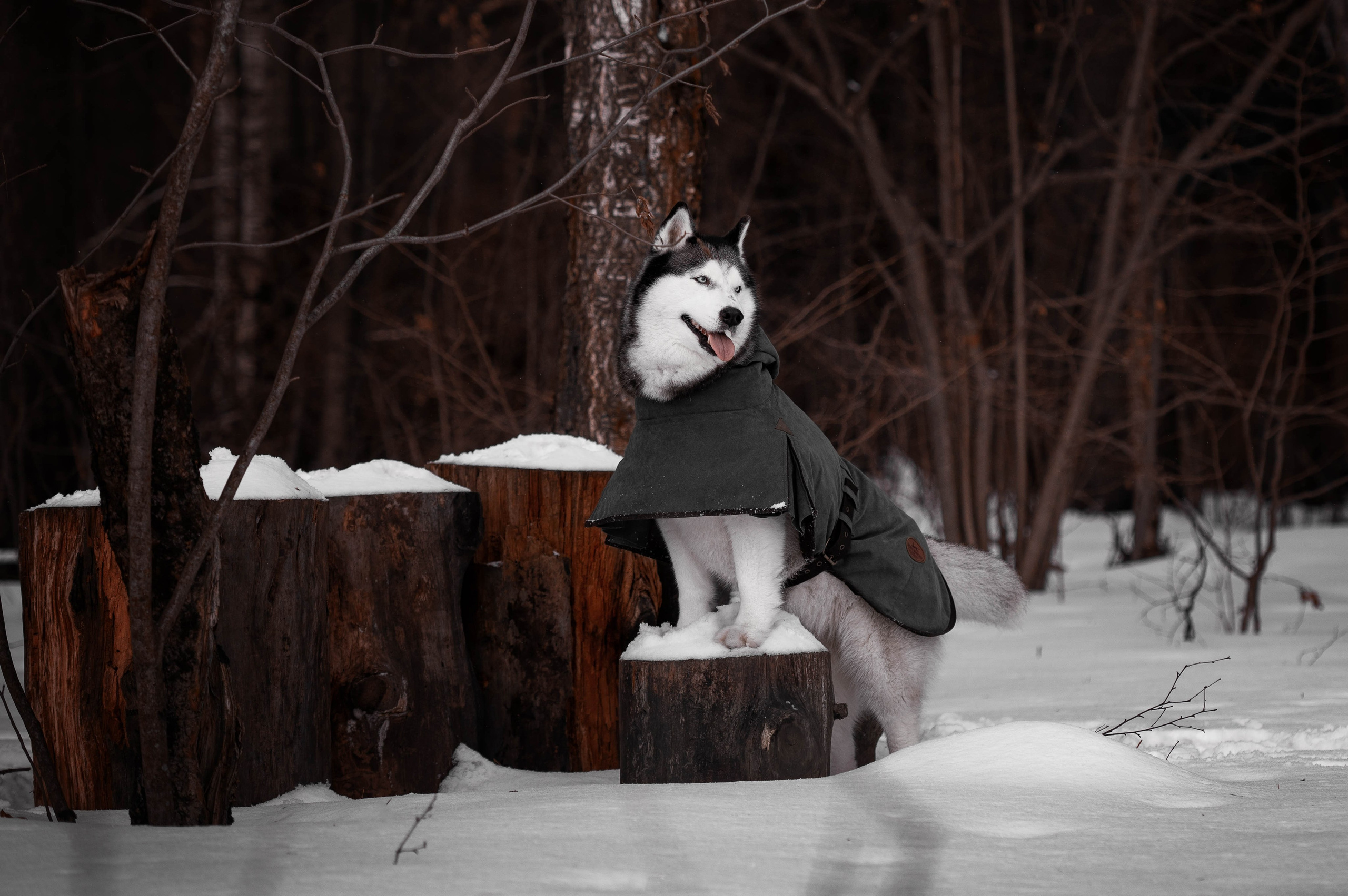 Шанель. Фотограф-анималист