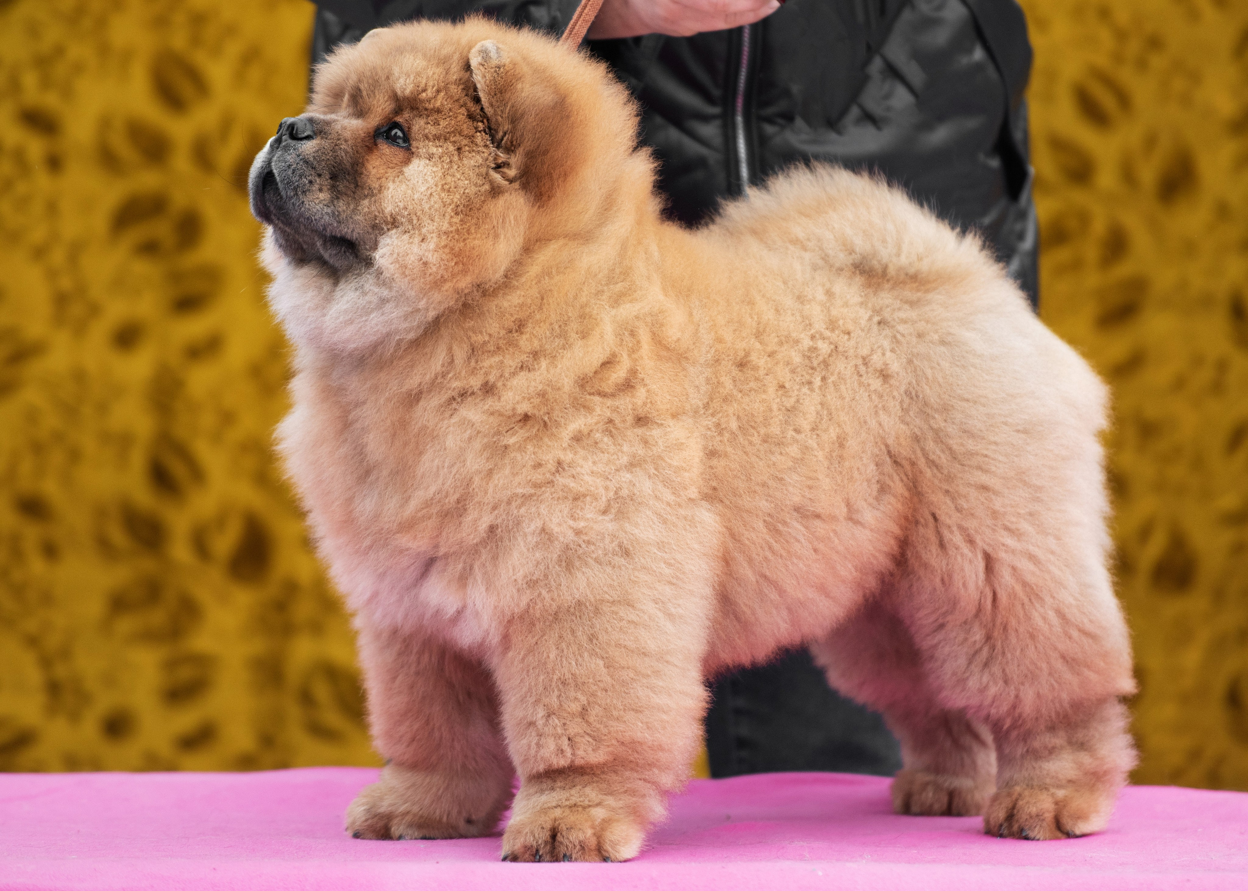 Чау чау. Дог-фотограф в Тюмени Александра Королева