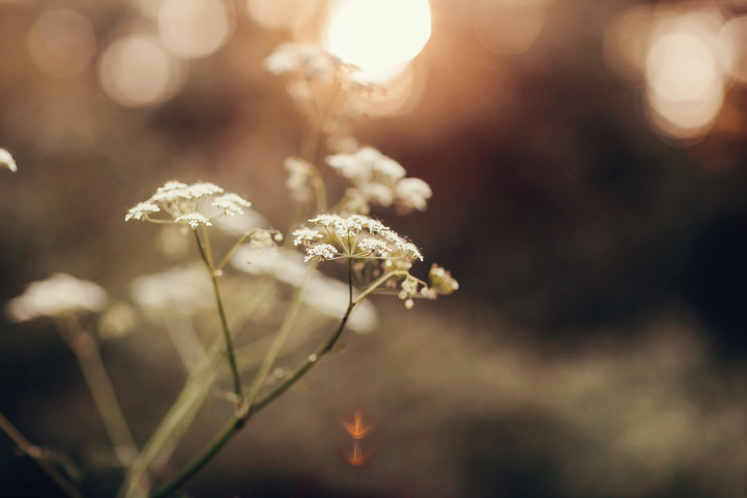 Ветерок. Детский и семейный фотограф в Москве Анна Ипатьева