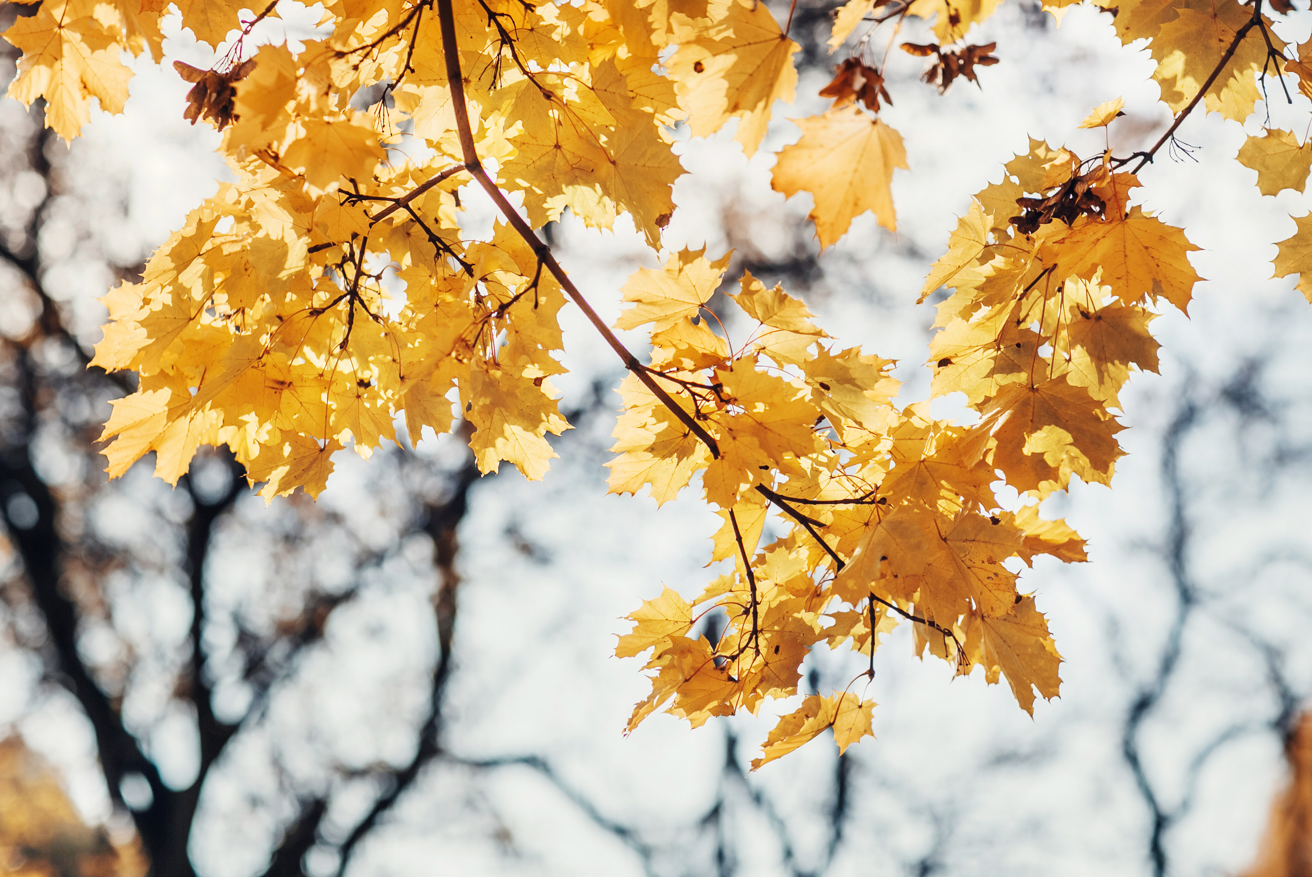София, Люба и Габриэль. Детский и семейный фотограф в Москве Анна Ипатьева