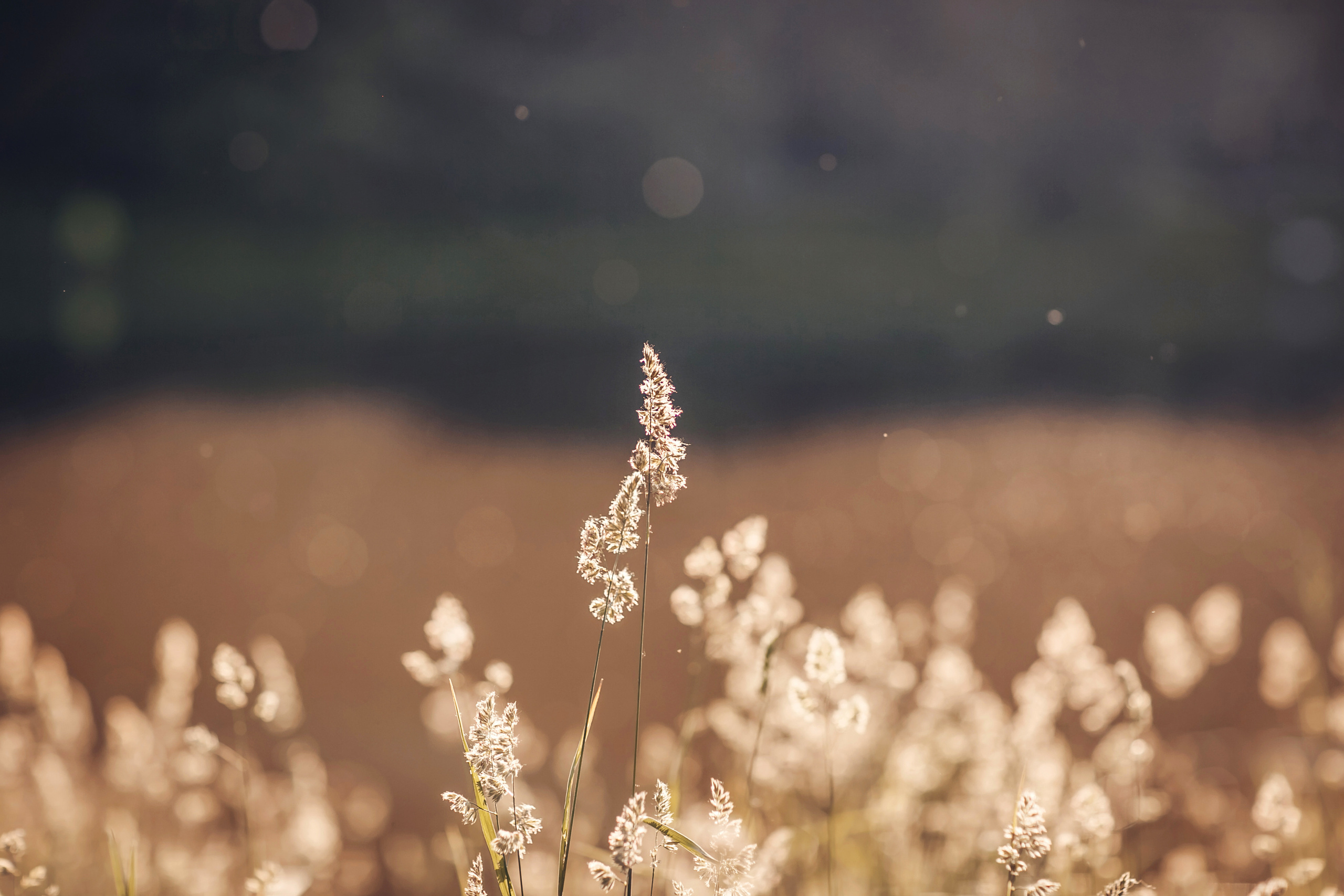 Ветерок. Детский и семейный фотограф в Москве Анна Ипатьева