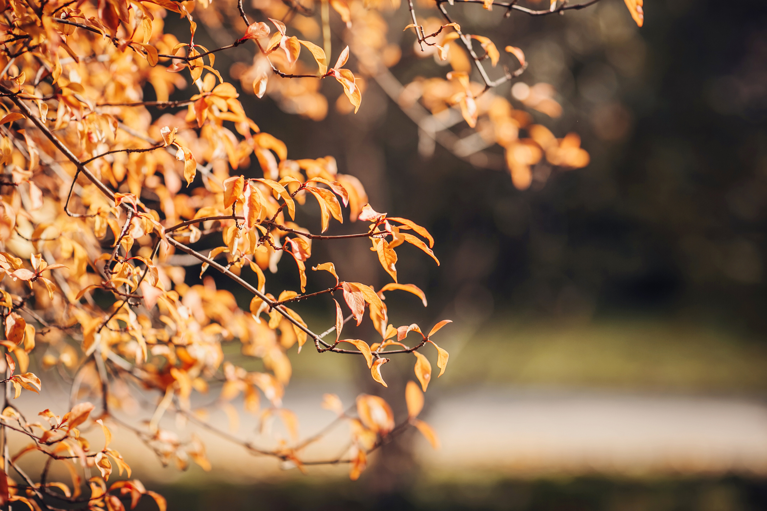 София, Люба и Габриэль. Детский и семейный фотограф в Москве Анна Ипатьева
